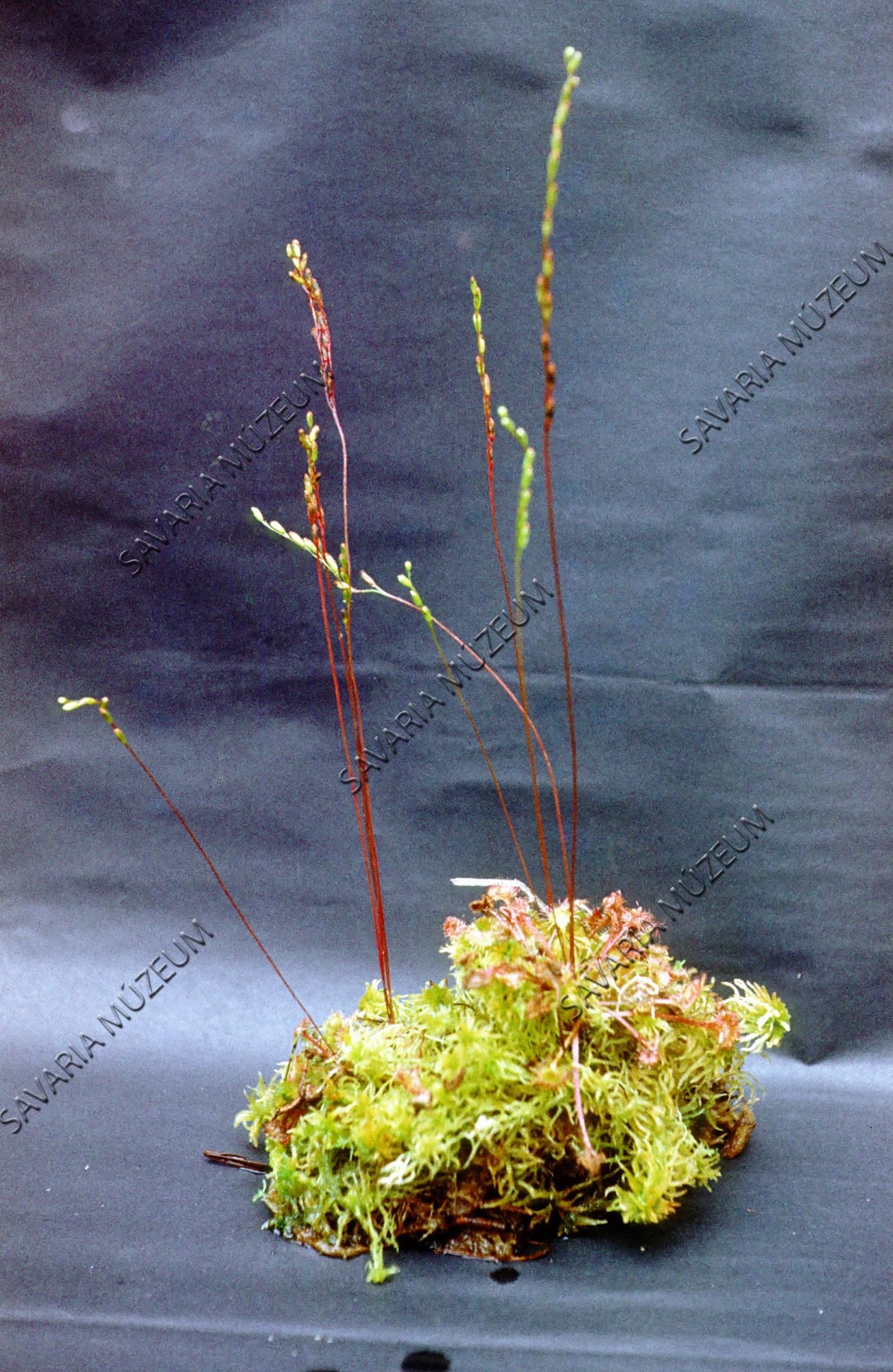 Drosera rotundifolia a Fekete-tóról (Savaria Megyei Hatókörű Városi Múzeum, Szombathely CC BY-NC-SA)