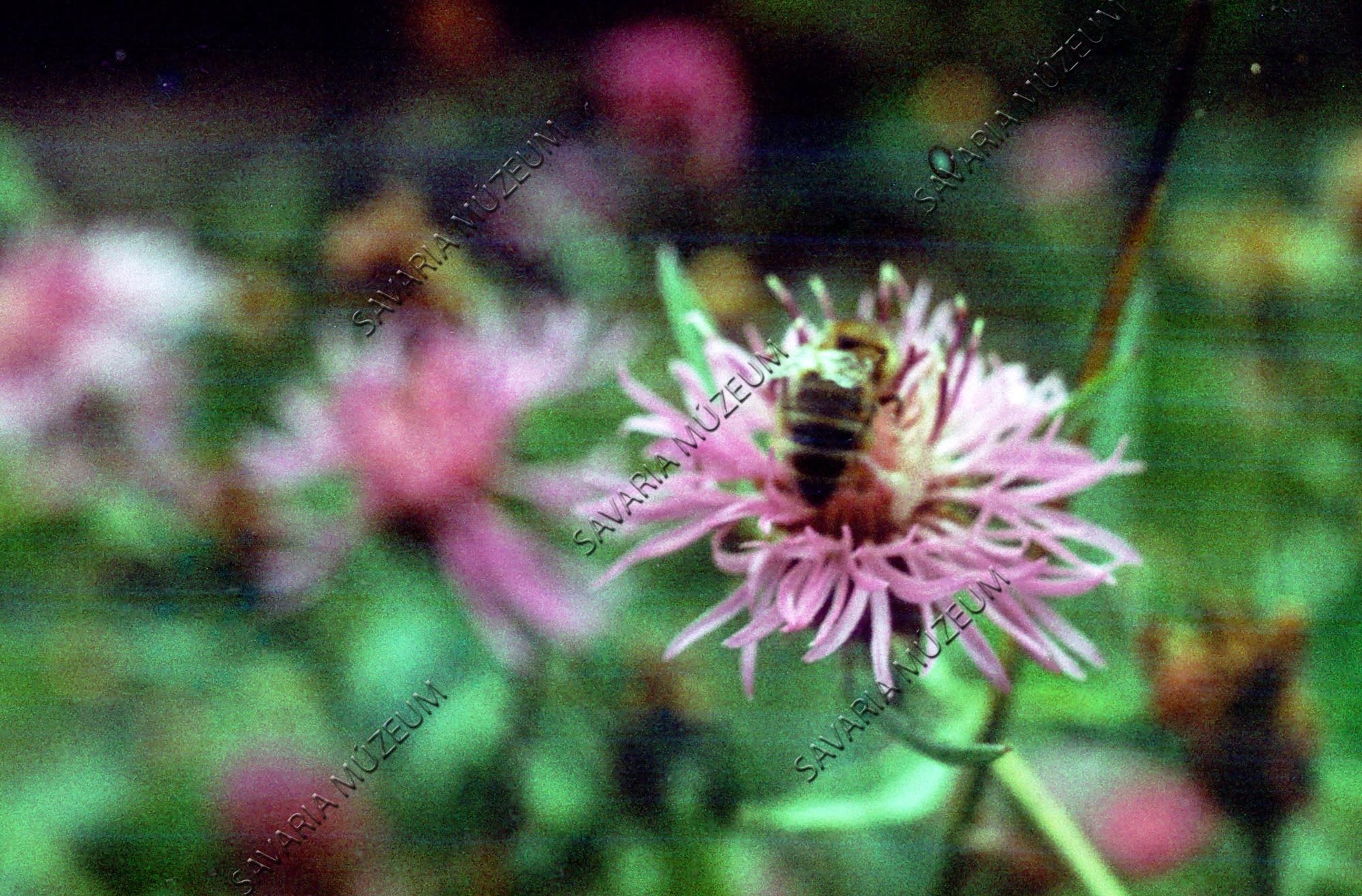 Méh a virágon (Savaria Megyei Hatókörű Városi Múzeum, Szombathely CC BY-NC-SA)