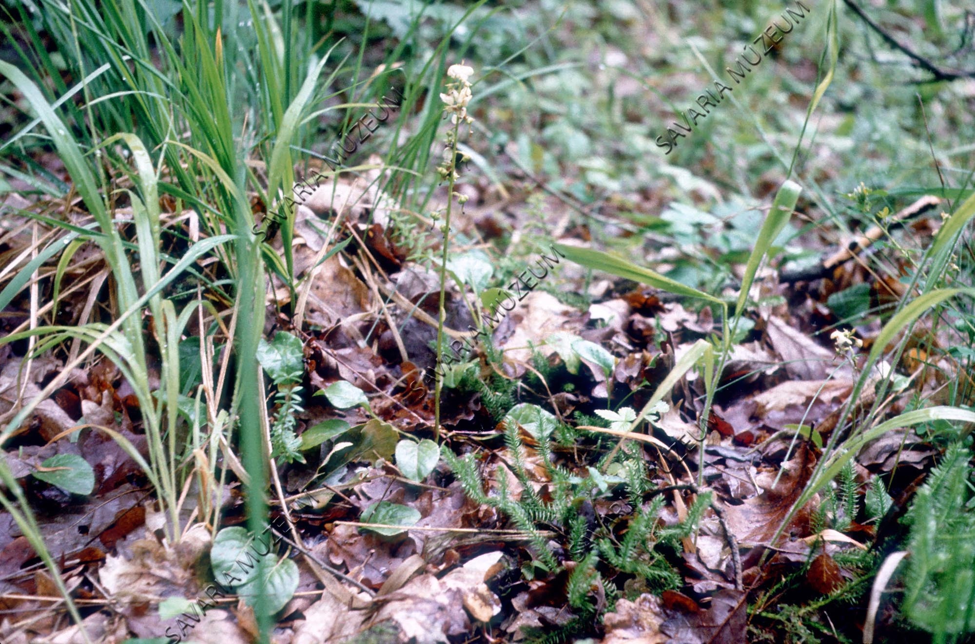 Lycopodium clavatum, Pyrola rotundifolia (Savaria Megyei Hatókörű Városi Múzeum, Szombathely CC BY-NC-SA)