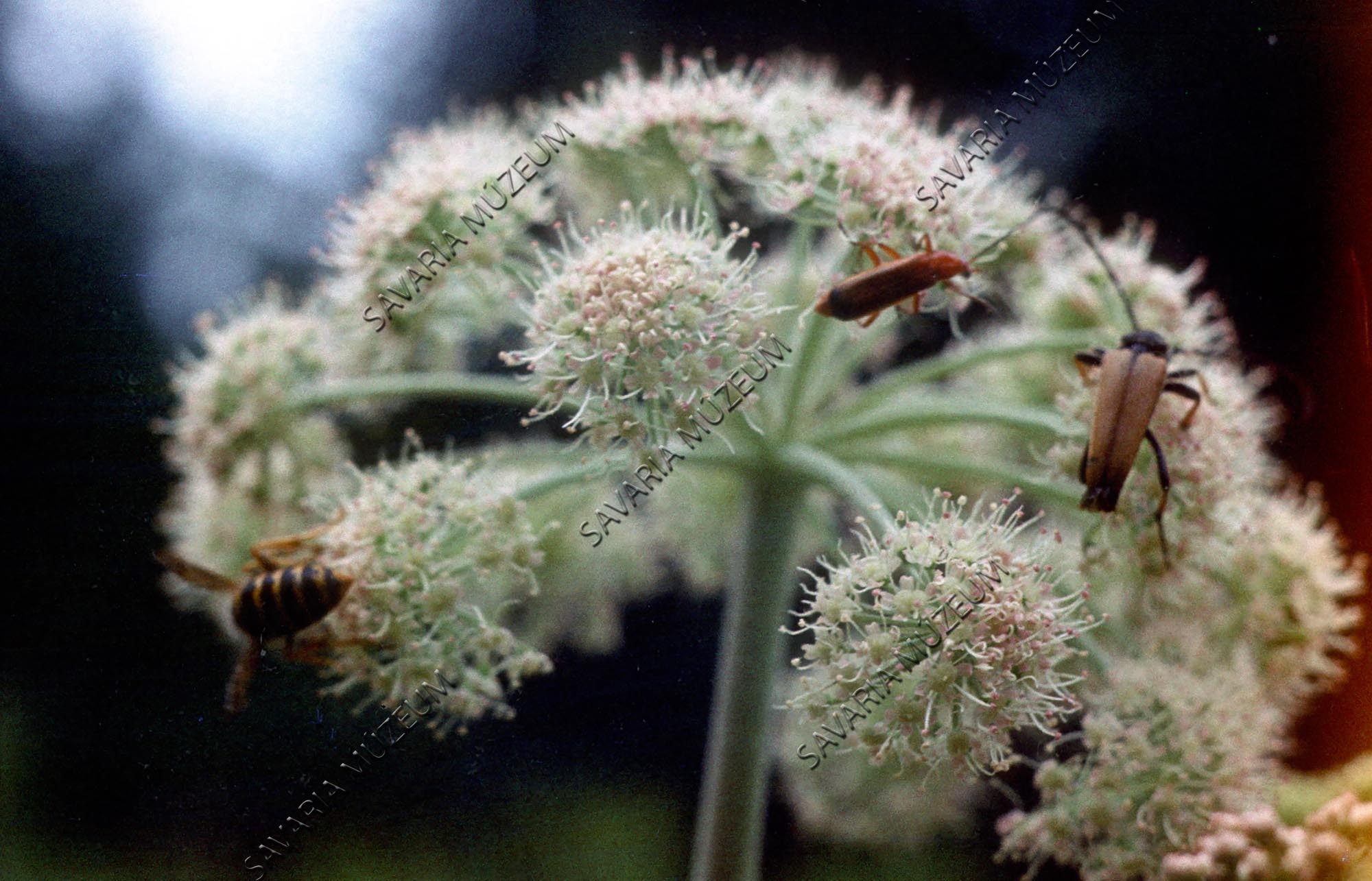Angelica rovarokkal (Savaria Megyei Hatókörű Városi Múzeum, Szombathely CC BY-NC-SA)