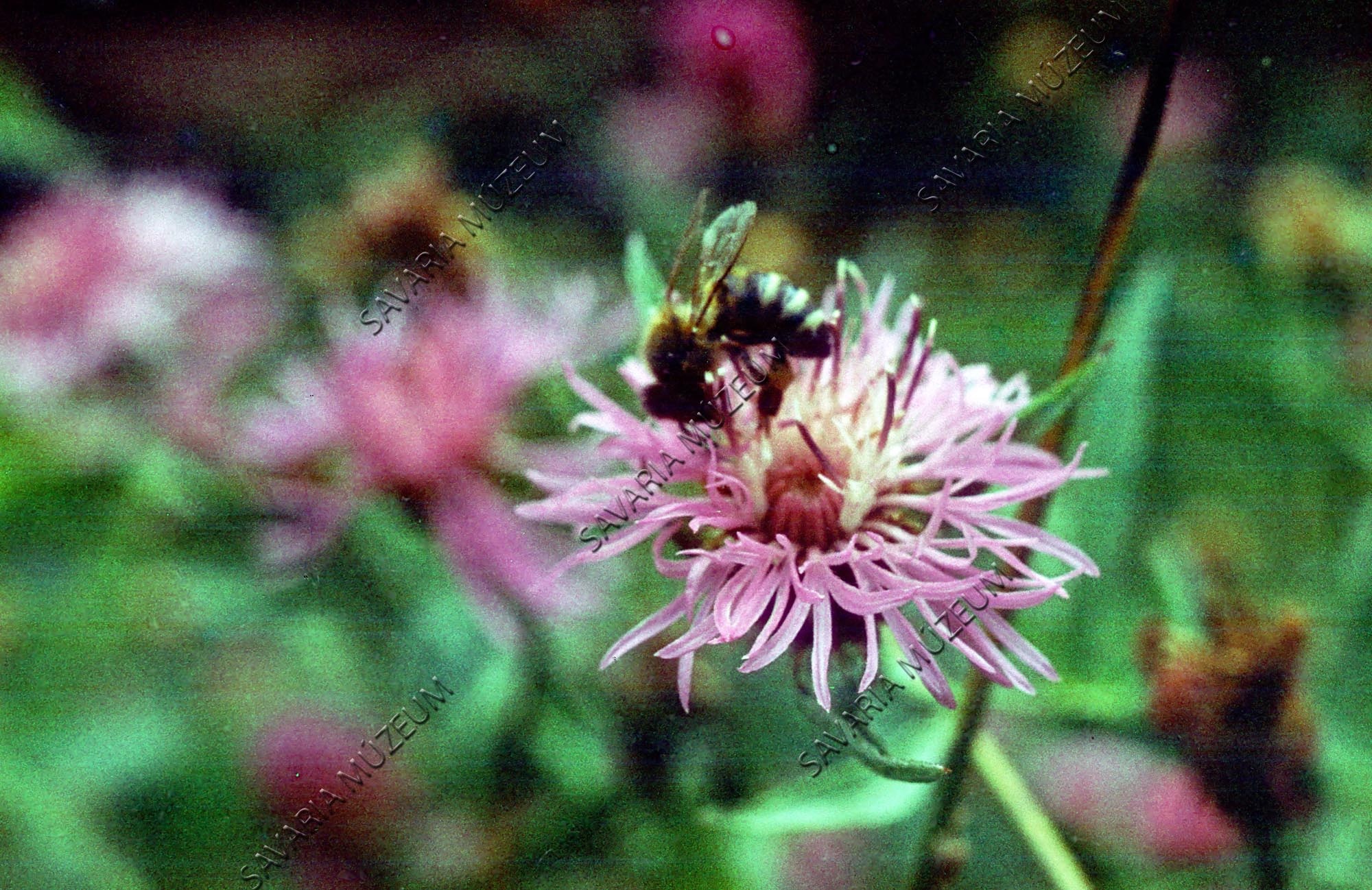 Méh a virágon (Savaria Megyei Hatókörű Városi Múzeum, Szombathely CC BY-NC-SA)