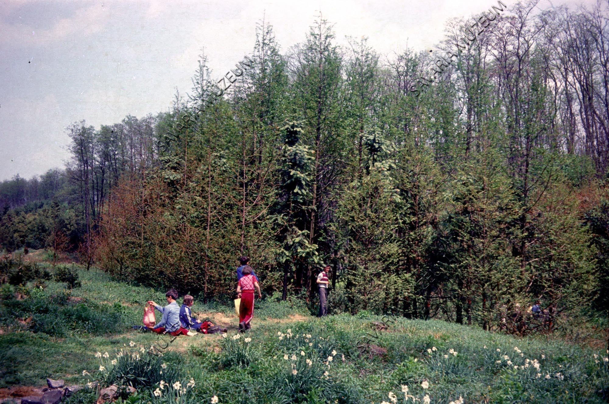 Cunninghamia sinensis állomány Metasequoia glyptostroboides-sel a kínai tájrészletnél (Savaria Megyei Hatókörű Városi Múzeum, Szombathely CC BY-NC-SA)