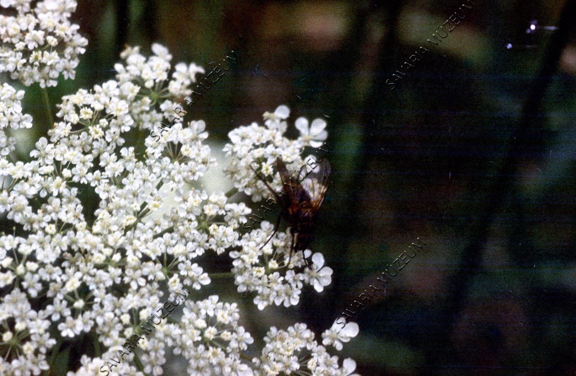 Légy a virágon (Savaria Megyei Hatókörű Városi Múzeum, Szombathely CC BY-NC-SA)