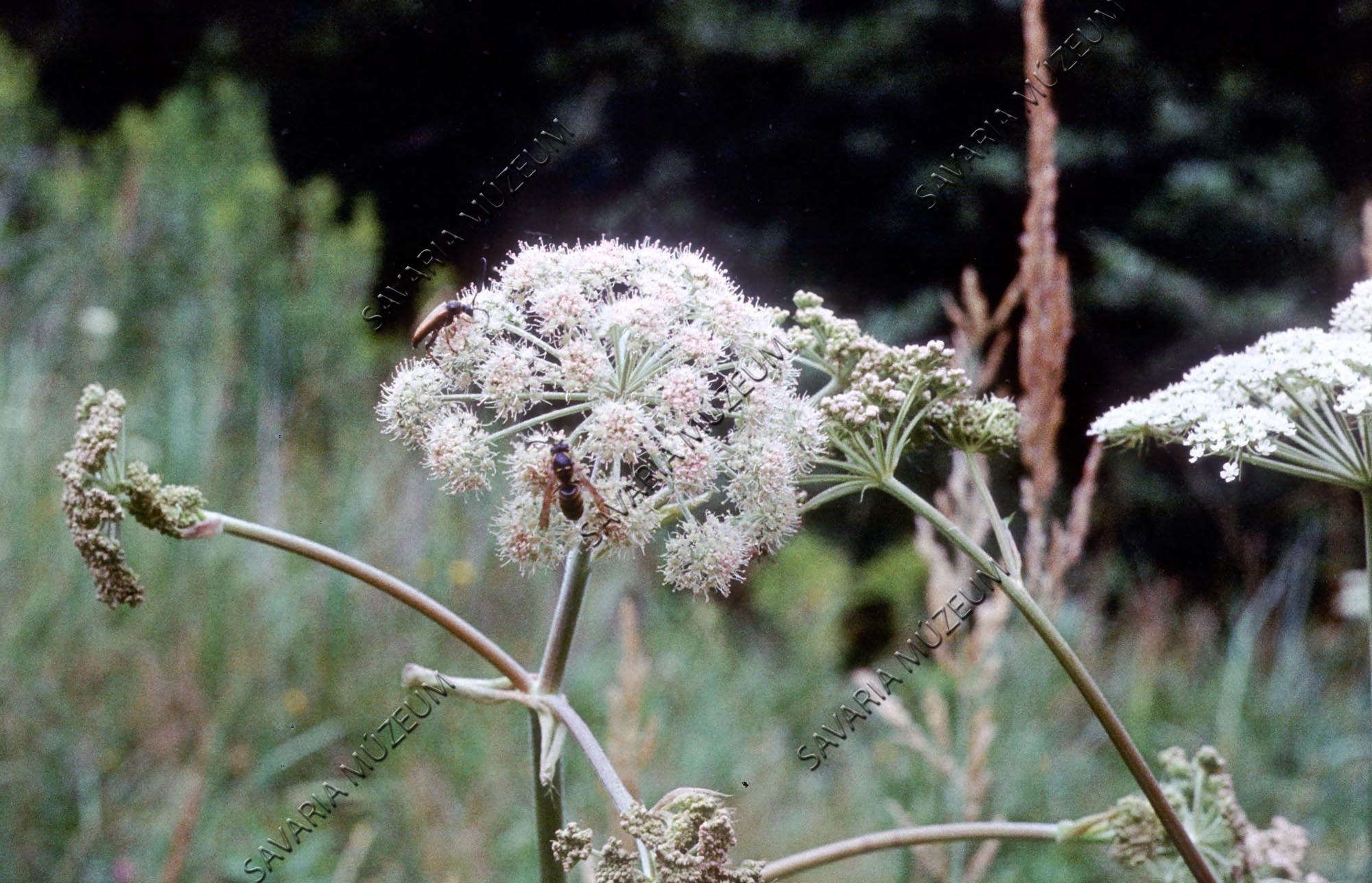 Angelica rovarokkal (Savaria Megyei Hatókörű Városi Múzeum, Szombathely CC BY-NC-SA)