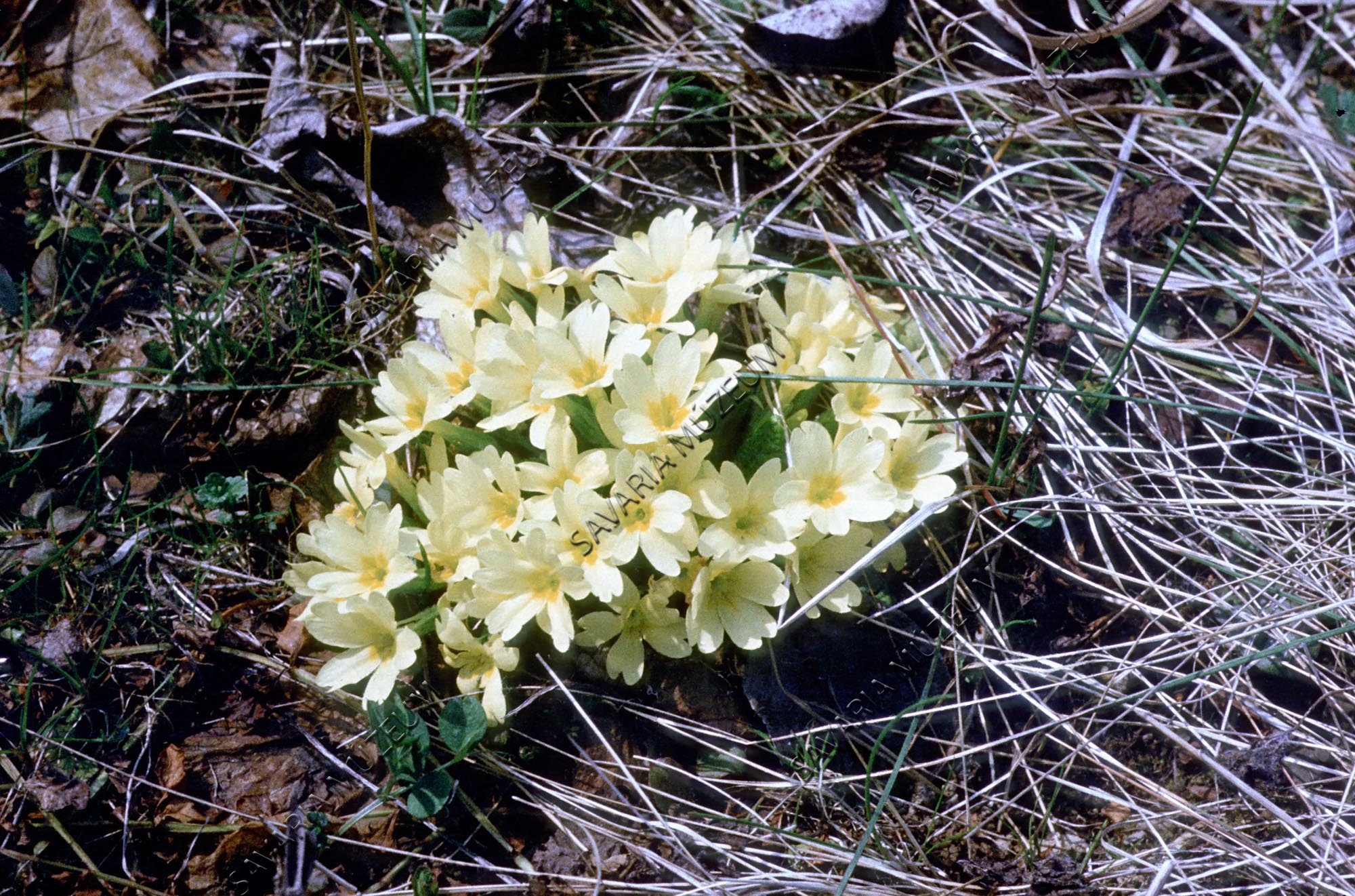 Primula acaulis (Savaria Megyei Hatókörű Városi Múzeum, Szombathely CC BY-NC-SA)