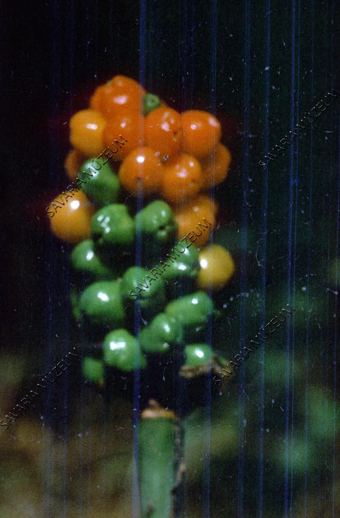 Arum maculatum termés (Savaria Megyei Hatókörű Városi Múzeum, Szombathely CC BY-NC-SA)