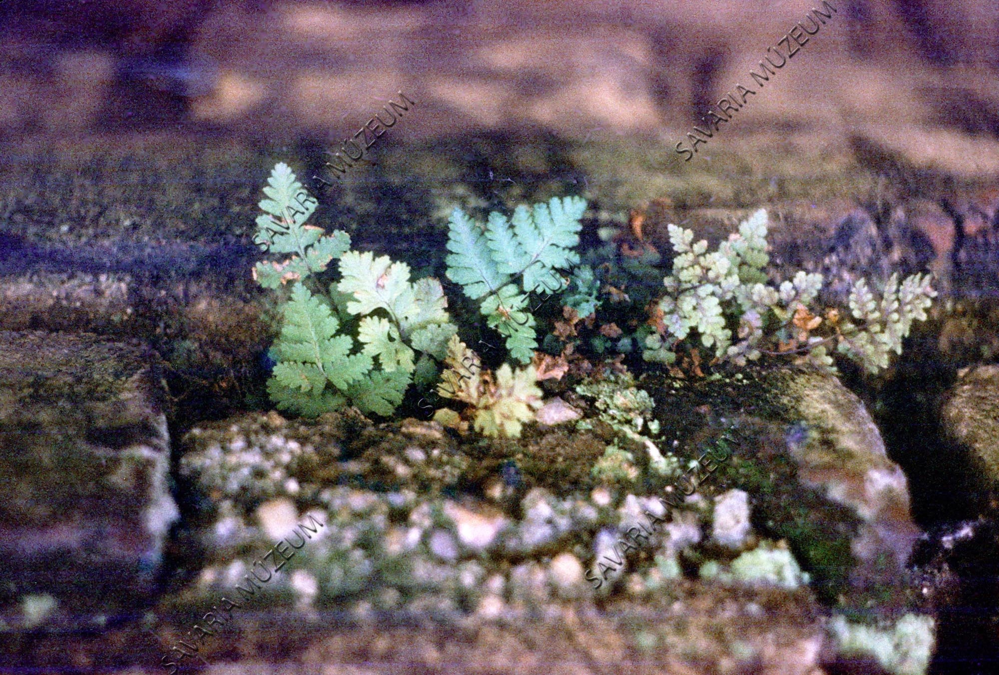Páfrányok: Dryopteris, Cystopteris fragilis (Savaria Megyei Hatókörű Városi Múzeum, Szombathely CC BY-NC-SA)
