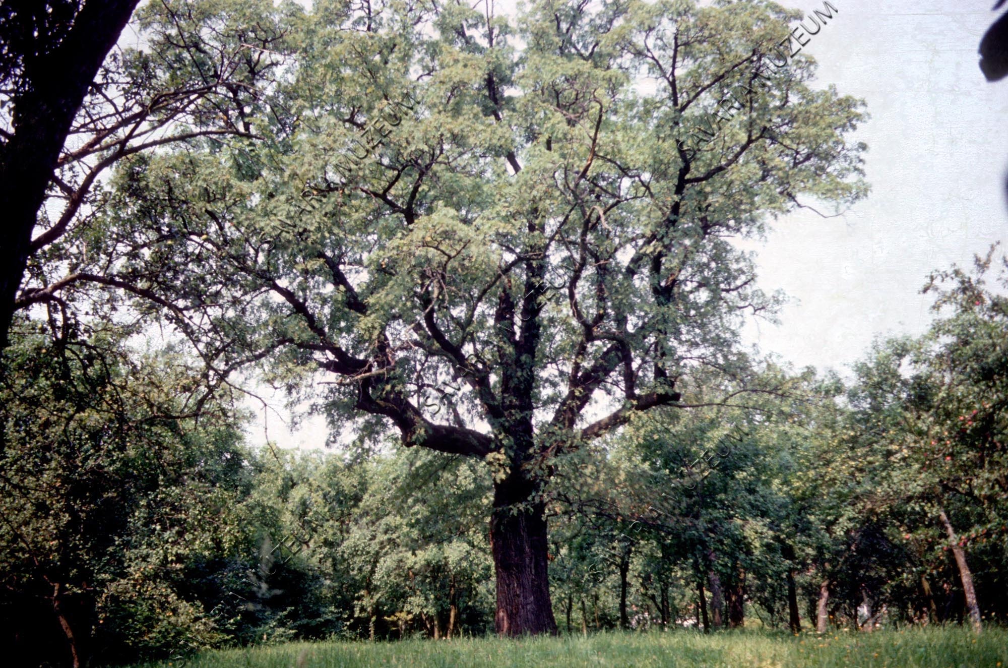 Sorbus domestica (Savaria Megyei Hatókörű Városi Múzeum, Szombathely CC BY-NC-SA)