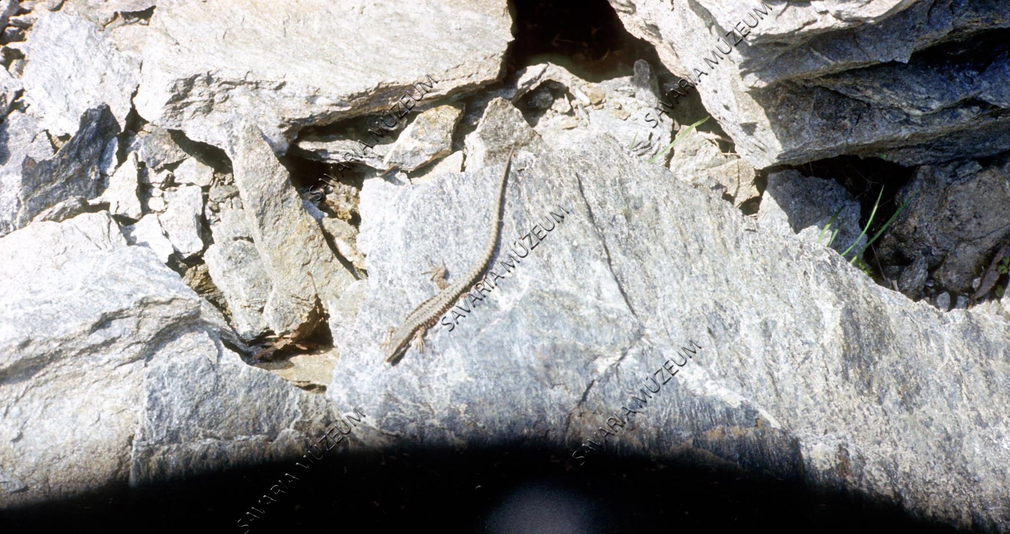 Lacerta vivipara (Savaria Megyei Hatókörű Városi Múzeum, Szombathely CC BY-NC-SA)