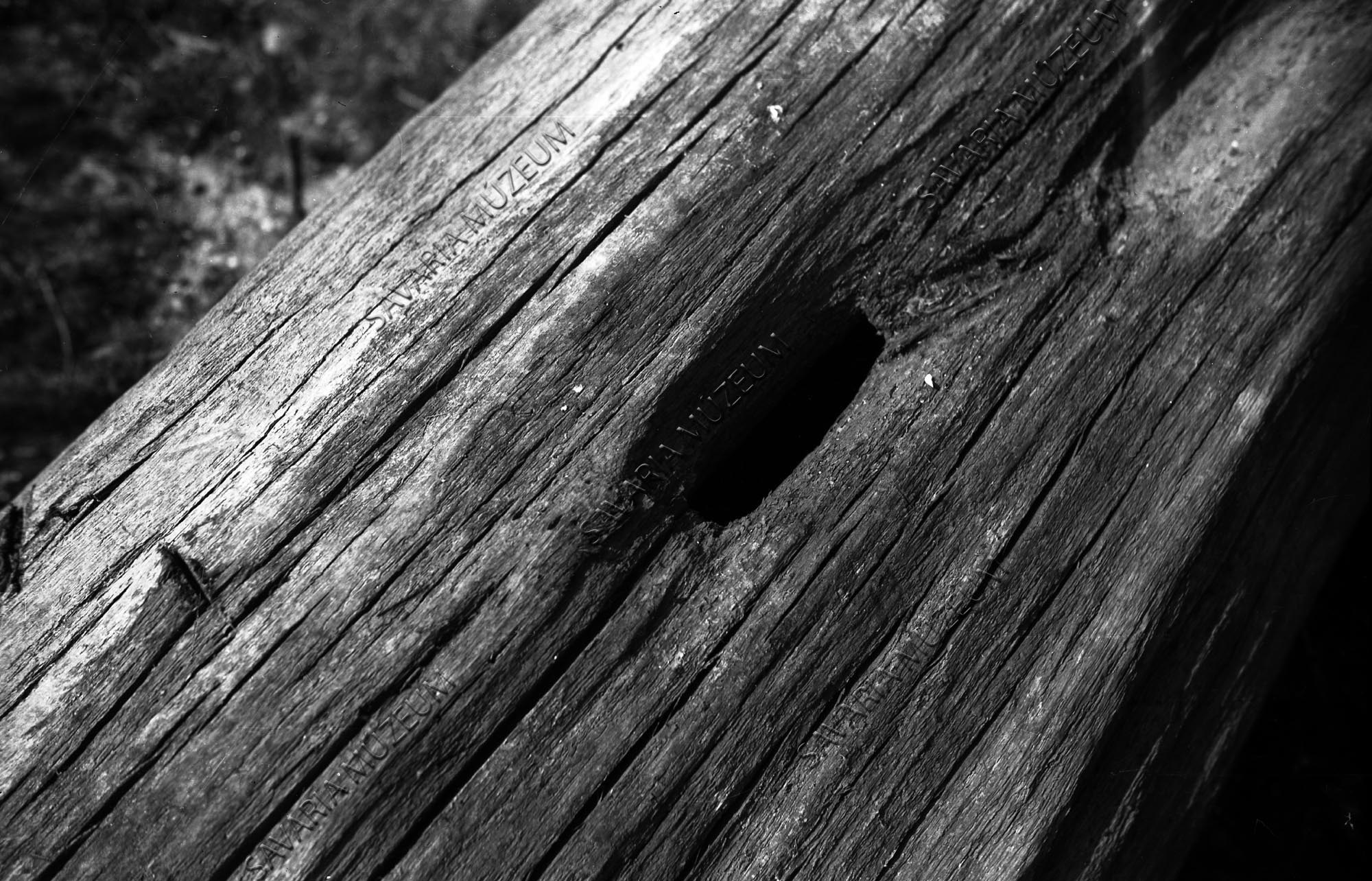 Harkály odú a rábai uszadék fán (Savaria Megyei Hatókörű Városi Múzeum, Szombathely CC BY-NC-SA)