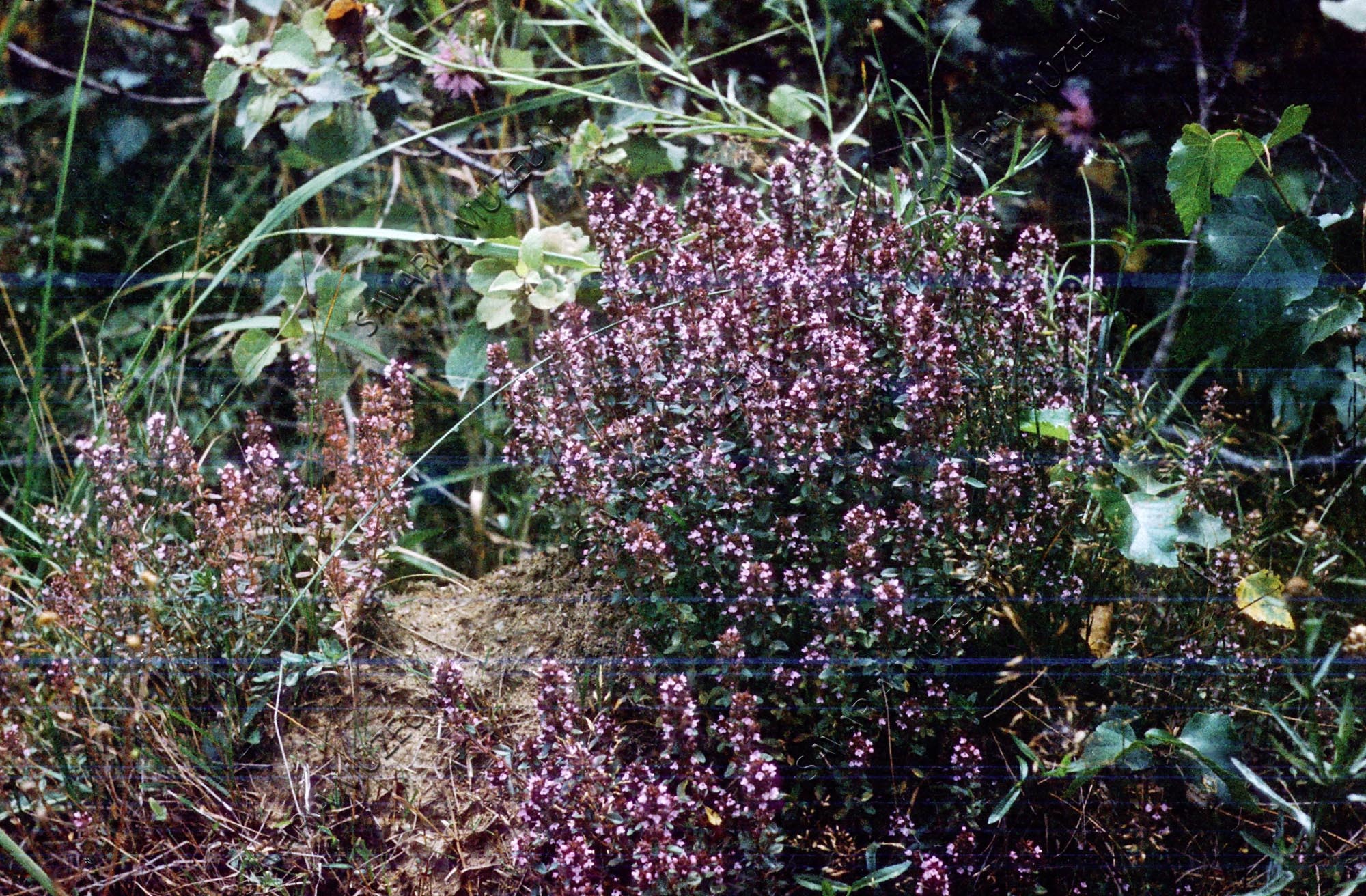 Calluna vulgaris (Savaria Megyei Hatókörű Városi Múzeum, Szombathely CC BY-NC-SA)