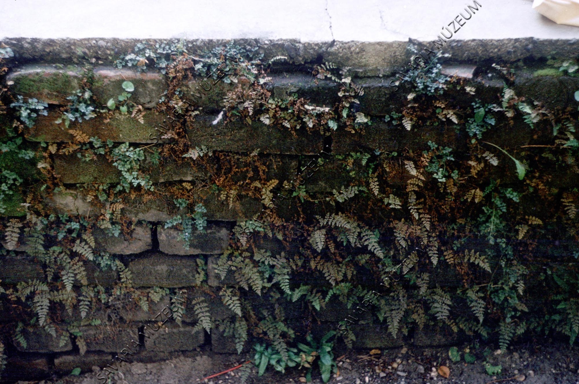 Páfrányok (Cystopteris fragilis) a Romkert falain (Savaria Megyei Hatókörű Városi Múzeum, Szombathely CC BY-NC-SA)