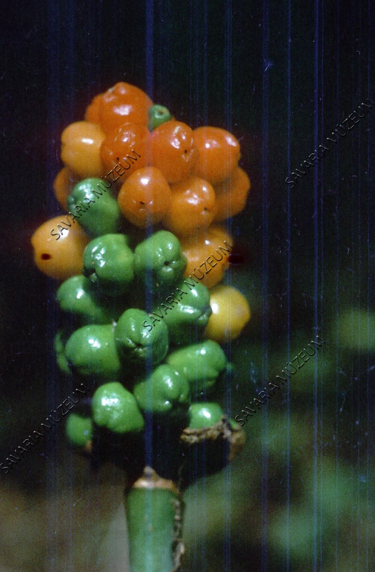 Arum maculatum (Savaria Megyei Hatókörű Városi Múzeum, Szombathely CC BY-NC-SA)