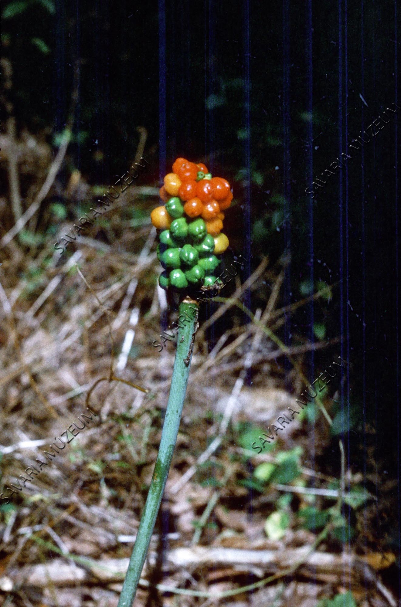 Arum maculatum (Savaria Megyei Hatókörű Városi Múzeum, Szombathely CC BY-NC-SA)