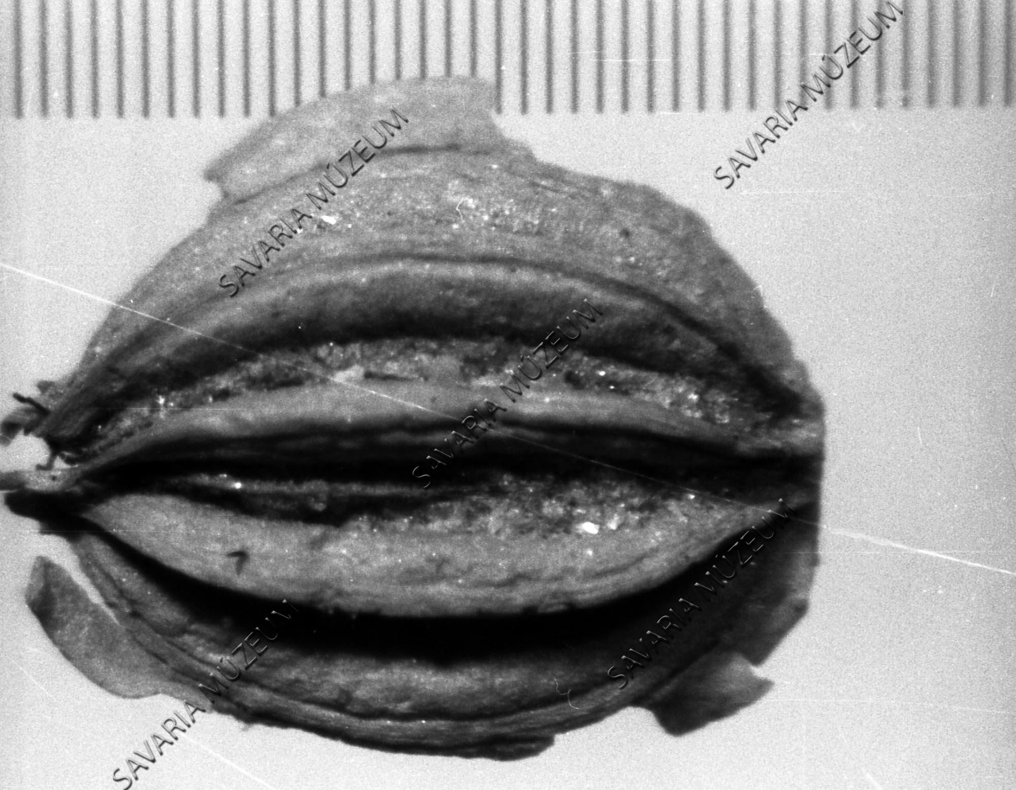 Ernyős magja (Savaria Megyei Hatókörű Városi Múzeum, Szombathely CC BY-NC-SA)