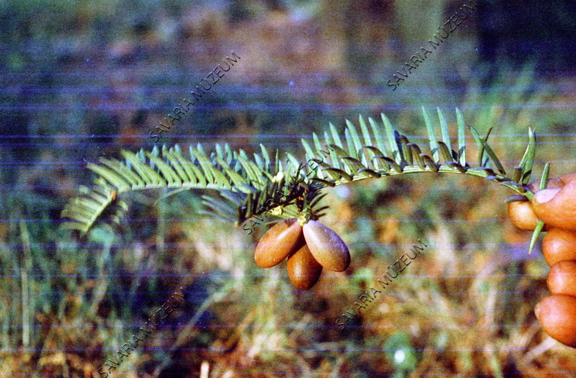 Cephalotaxus drupacea termés (Savaria Megyei Hatókörű Városi Múzeum, Szombathely CC BY-NC-SA)