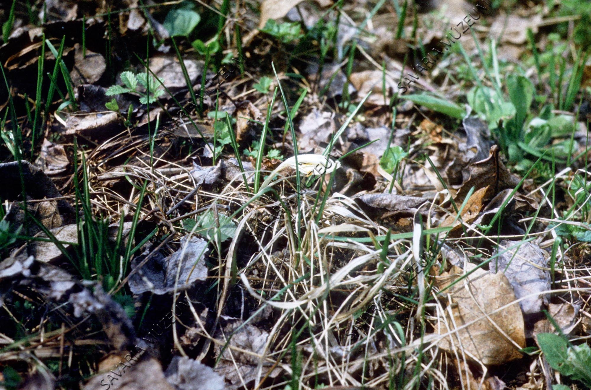 Crocus albiflorus (Savaria Megyei Hatókörű Városi Múzeum, Szombathely CC BY-NC-SA)