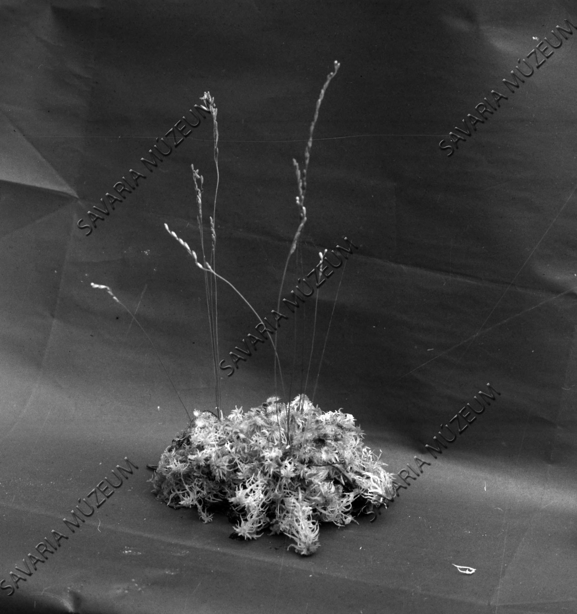 Drosera rotundifolia termős példánya a Fekete-tóról (Savaria Megyei Hatókörű Városi Múzeum, Szombathely CC BY-NC-SA)