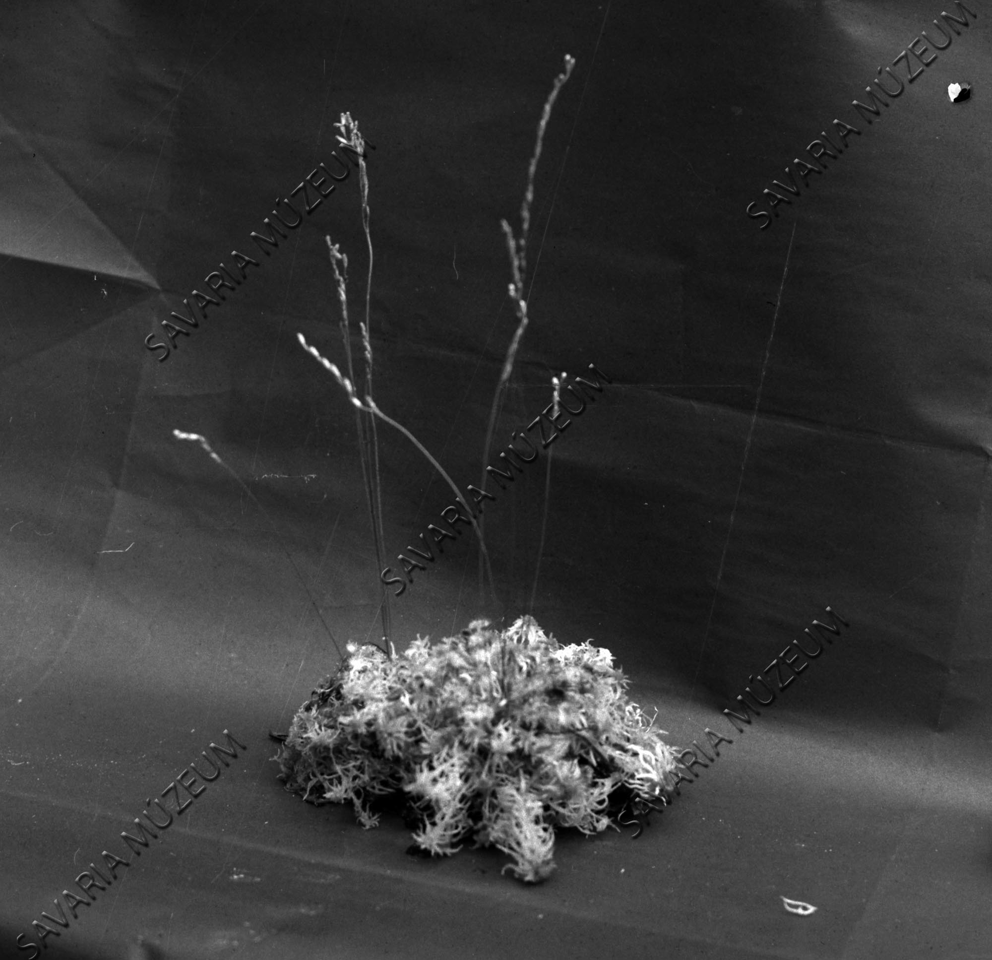 Drosera rotundifolia terméses példánya a farkasfai Fekete-tóról (Savaria Megyei Hatókörű Városi Múzeum, Szombathely CC BY-NC-SA)
