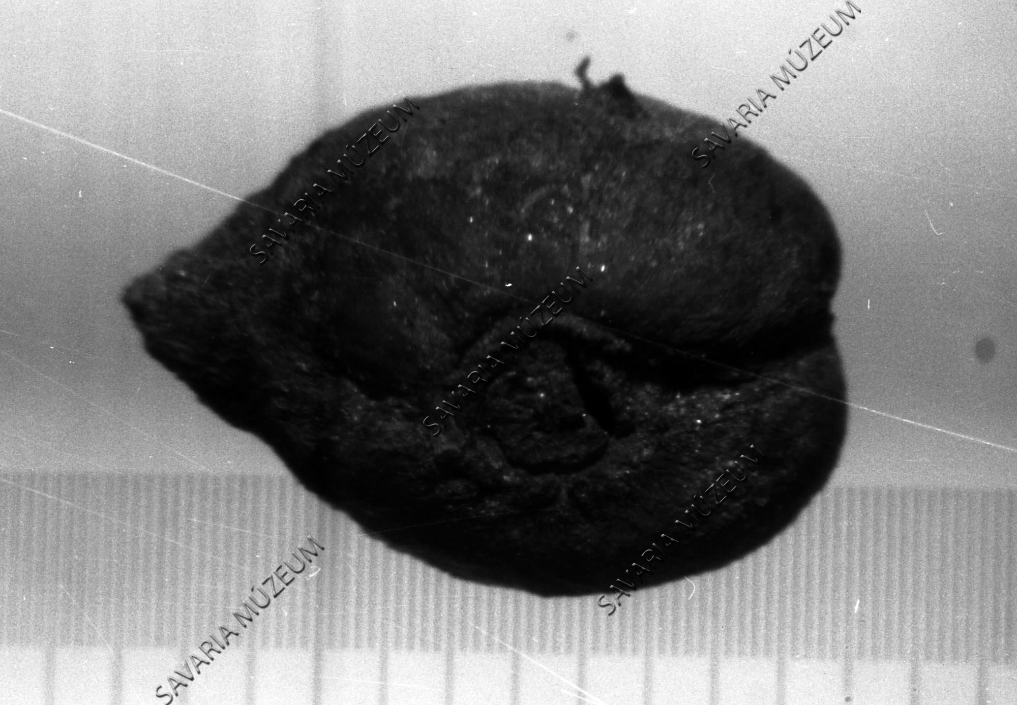 Vitis sylvestris (Savaria Megyei Hatókörű Városi Múzeum, Szombathely CC BY-NC-SA)