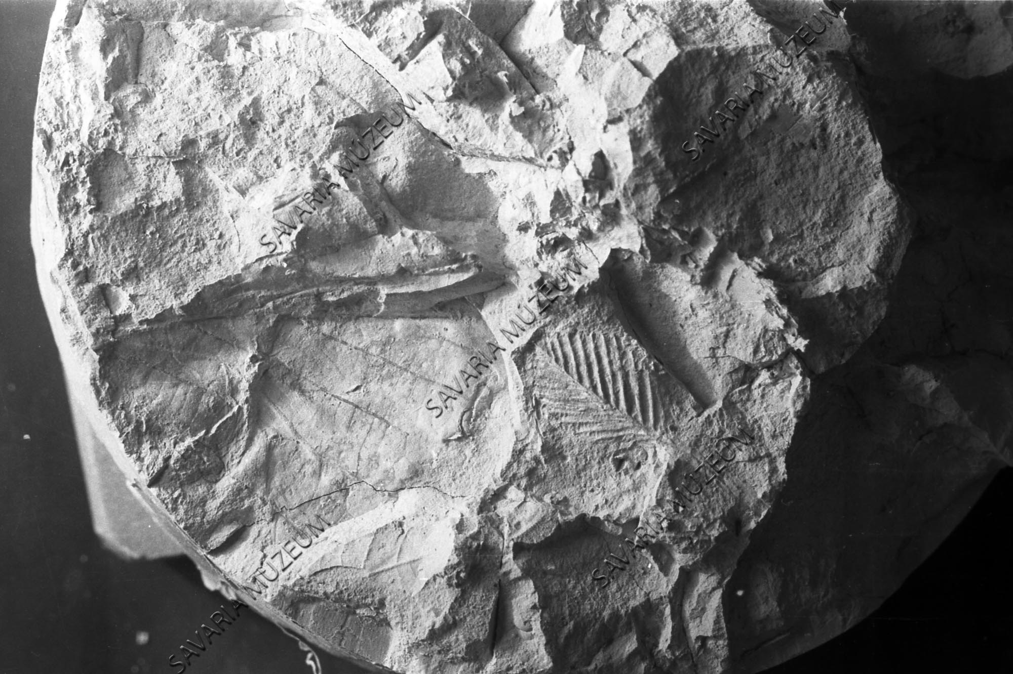 Alnus sp. Juv. Levél (Savaria Megyei Hatókörű Városi Múzeum, Szombathely CC BY-NC-SA)