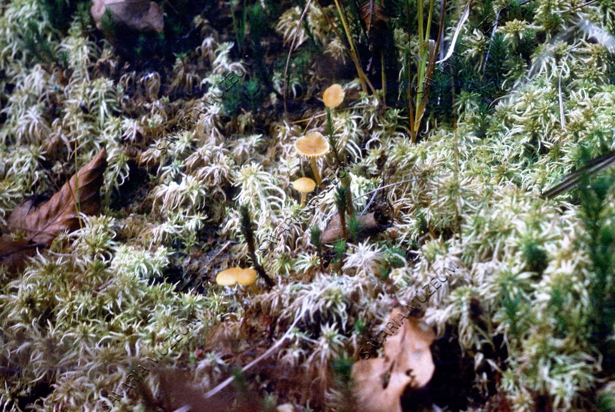 Gombák a tőzegmohán (Savaria Megyei Hatókörű Városi Múzeum, Szombathely CC BY-NC-SA)