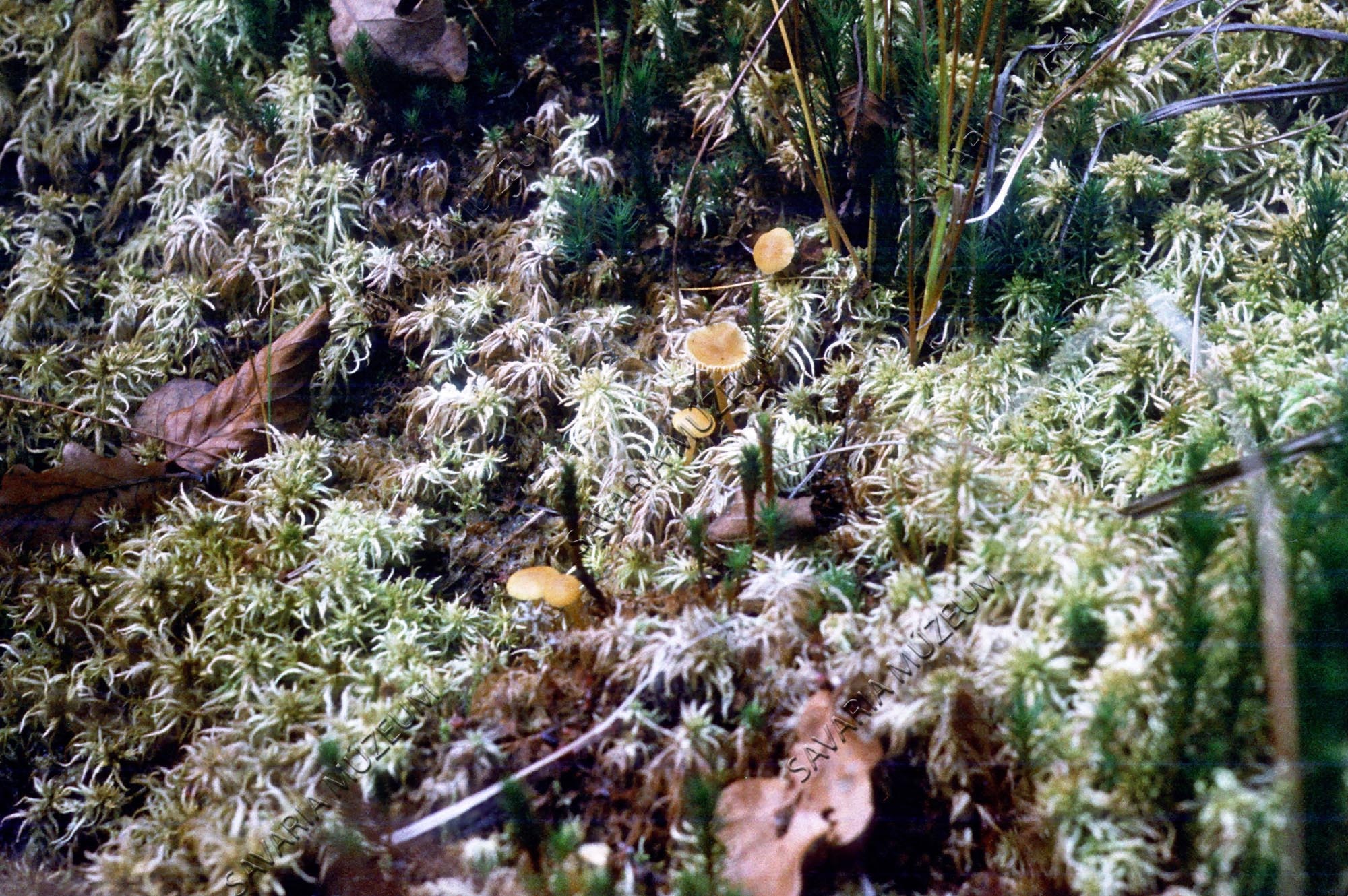 Gombák a tőzegmohán (Savaria Megyei Hatókörű Városi Múzeum, Szombathely CC BY-NC-SA)