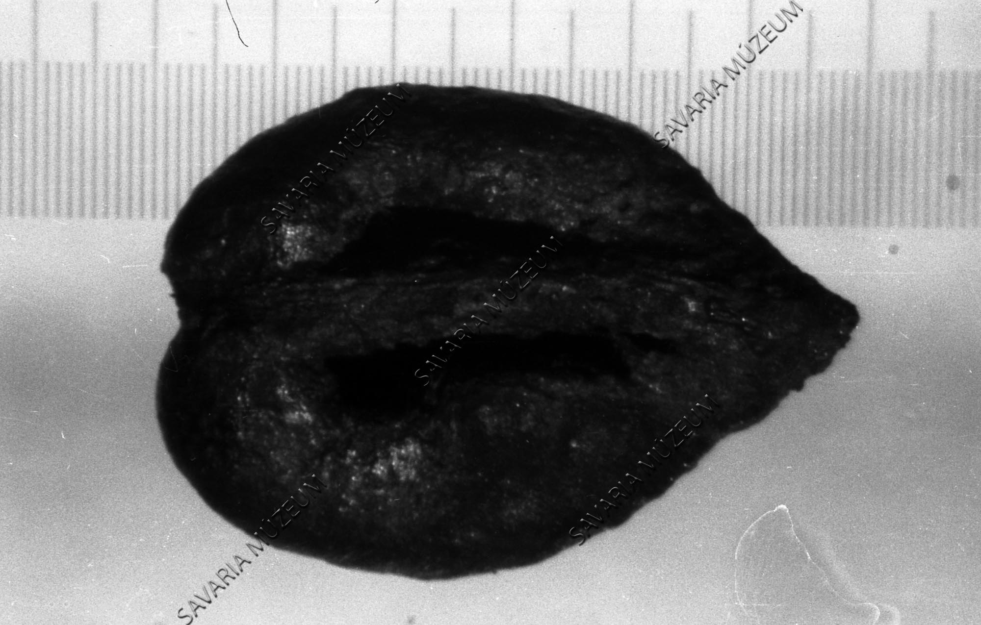Vitis sylvestris mag (Savaria Megyei Hatókörű Városi Múzeum, Szombathely CC BY-NC-SA)