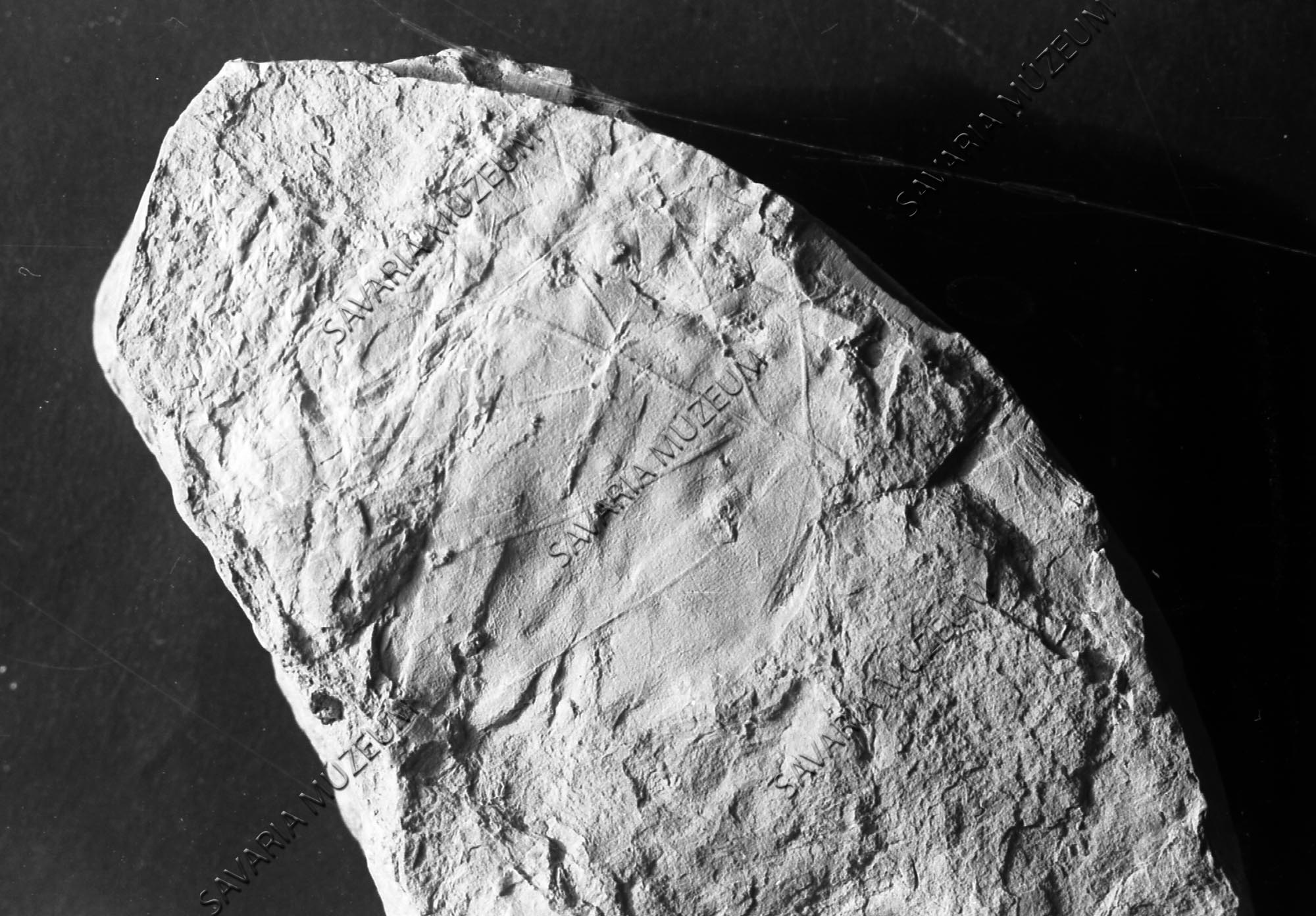 Alnus subcordata (Savaria Megyei Hatókörű Városi Múzeum, Szombathely CC BY-NC-SA)