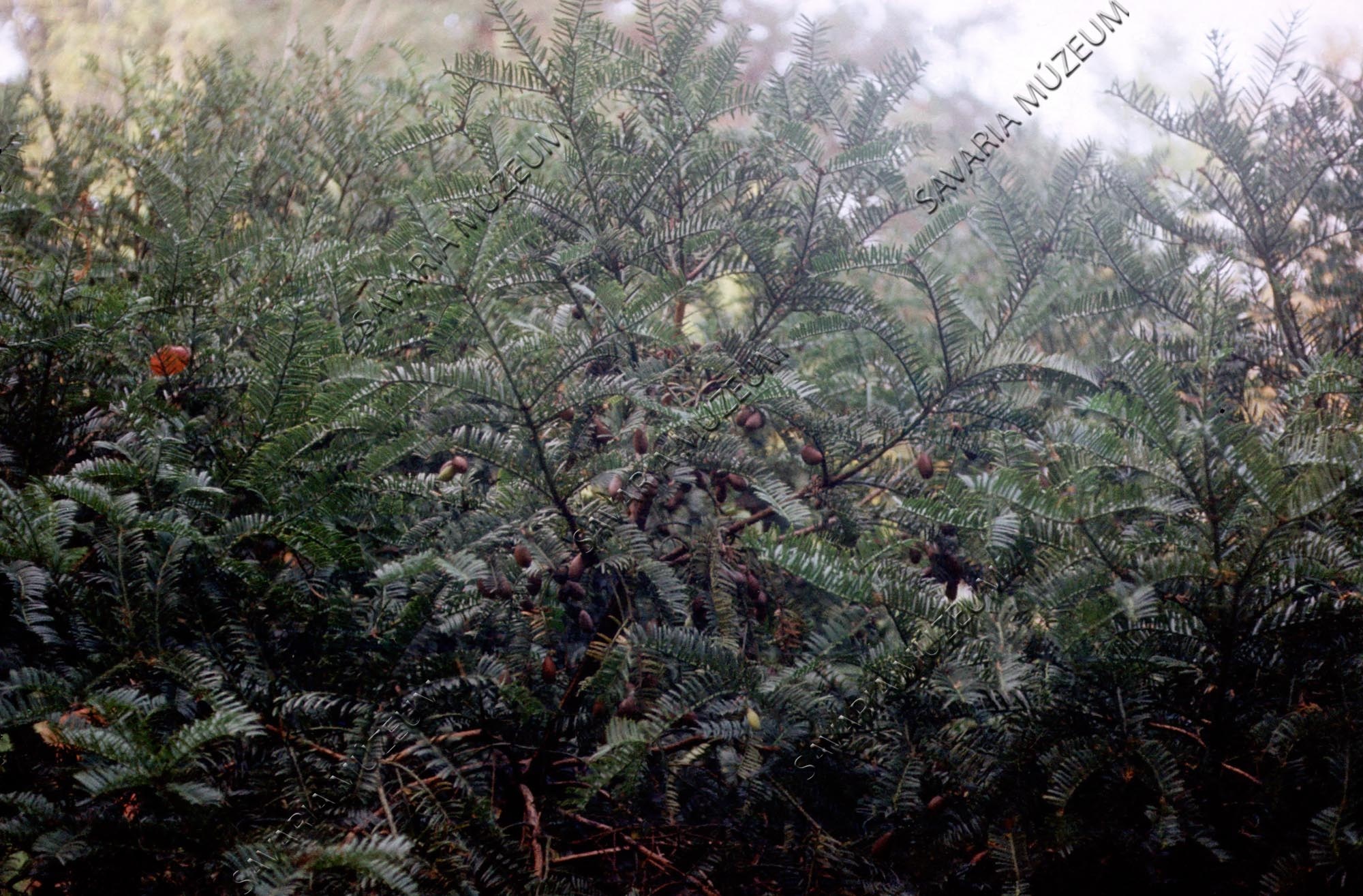 Cephalotaxus drupacea terméssel (Savaria Megyei Hatókörű Városi Múzeum, Szombathely CC BY-NC-SA)