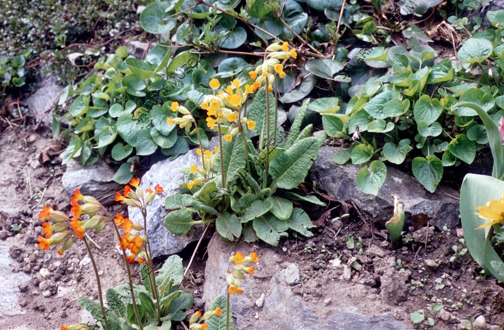Primula veris (Savaria Megyei Hatókörű Városi Múzeum, Szombathely CC BY-NC-SA)