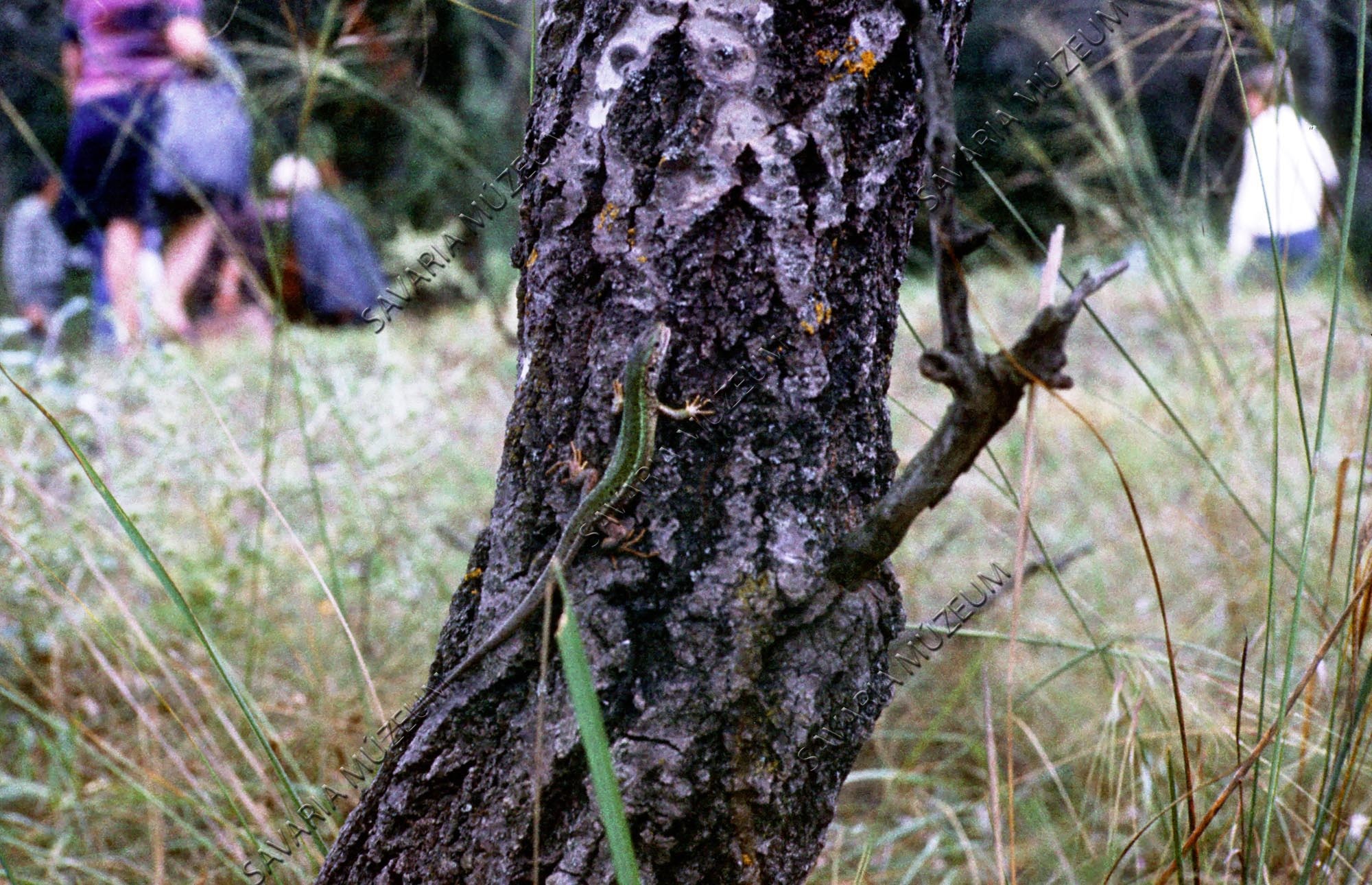 Lacerta viridis (Savaria Megyei Hatókörű Városi Múzeum, Szombathely CC BY-NC-SA)