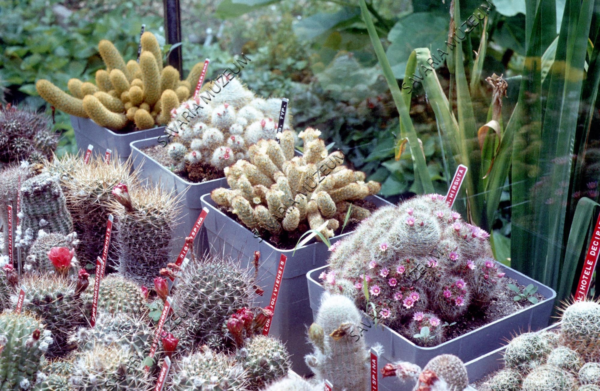 Kaktusz csoport (Savaria Megyei Hatókörű Városi Múzeum, Szombathely CC BY-NC-SA)