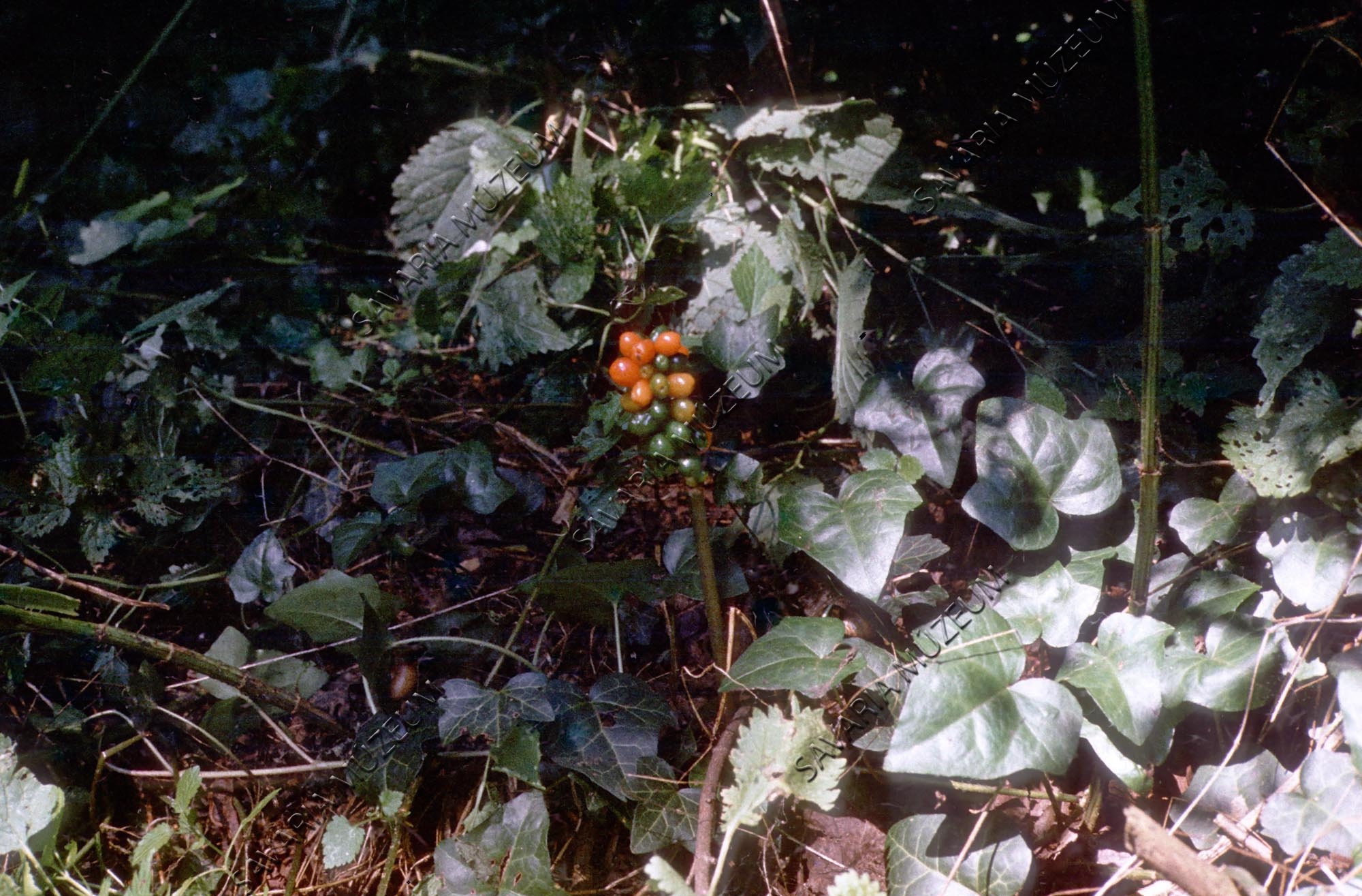 Arum termés (Savaria Megyei Hatókörű Városi Múzeum, Szombathely CC BY-NC-SA)