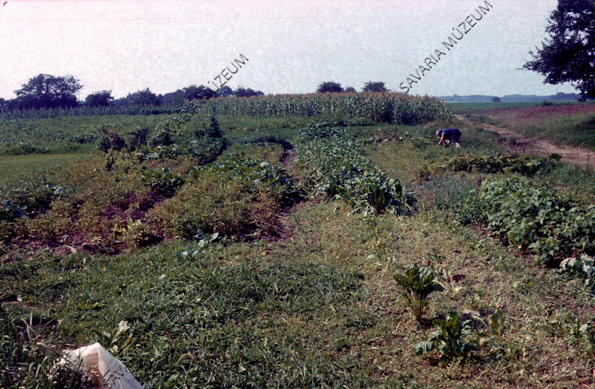 Bakhátas szántó (Savaria Megyei Hatókörű Városi Múzeum, Szombathely CC BY-NC-SA)