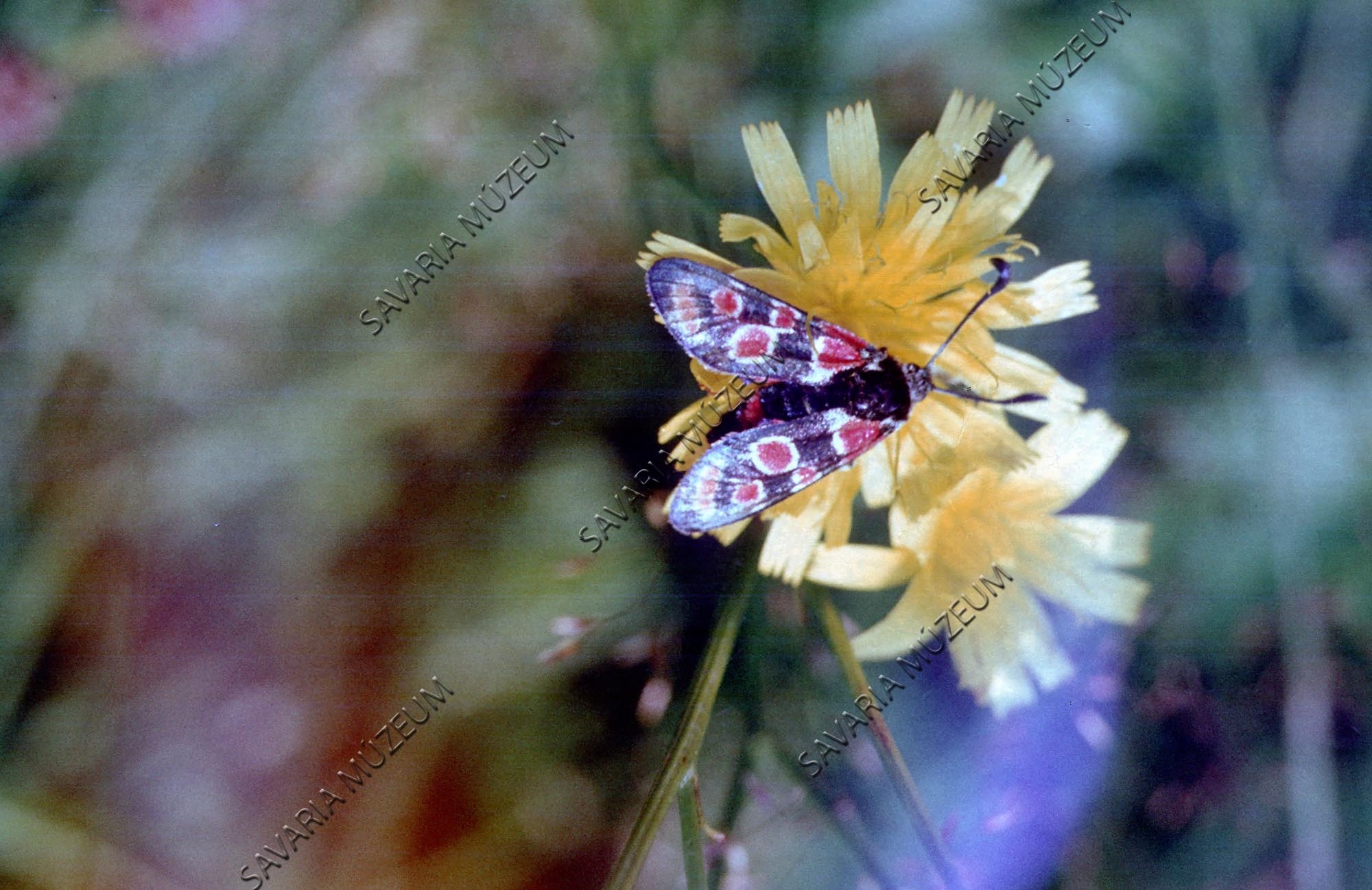 Zygaena carniolica (Lepidoptera) (Savaria Megyei Hatókörű Városi Múzeum, Szombathely CC BY-NC-SA)