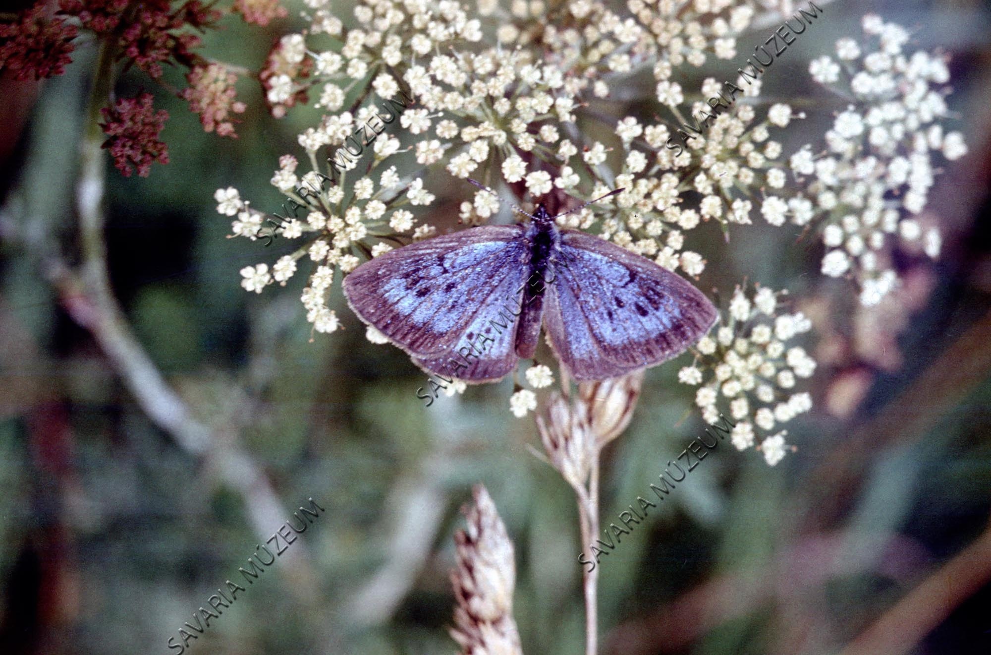 Polyommatus euphemus (Lepidoptera) (Savaria Megyei Hatókörű Városi Múzeum, Szombathely CC BY-NC-SA)