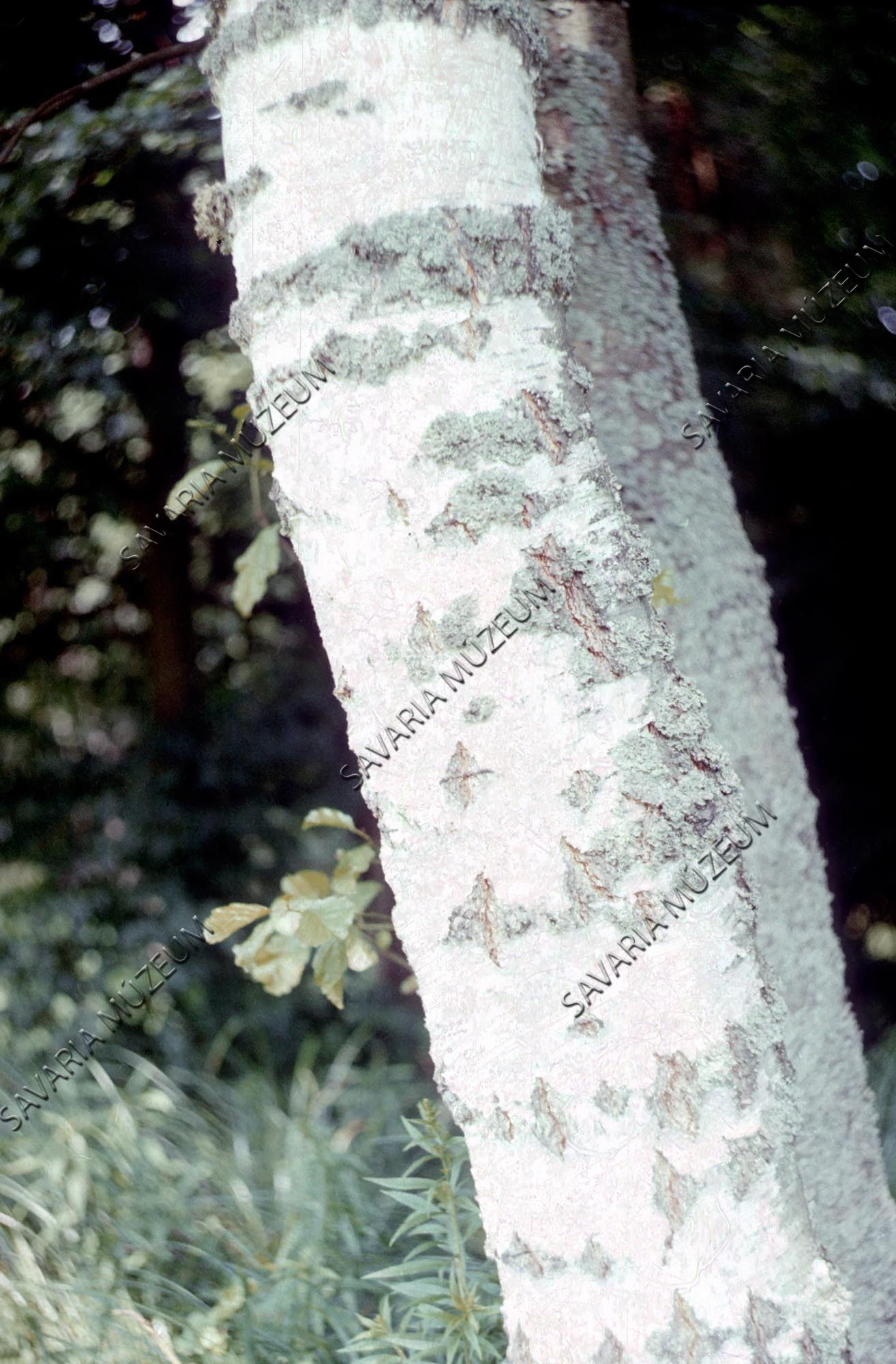 Hypogymnia physodes telepei Betula verrucosa törzsén (Savaria Megyei Hatókörű Városi Múzeum, Szombathely CC BY-NC-SA)