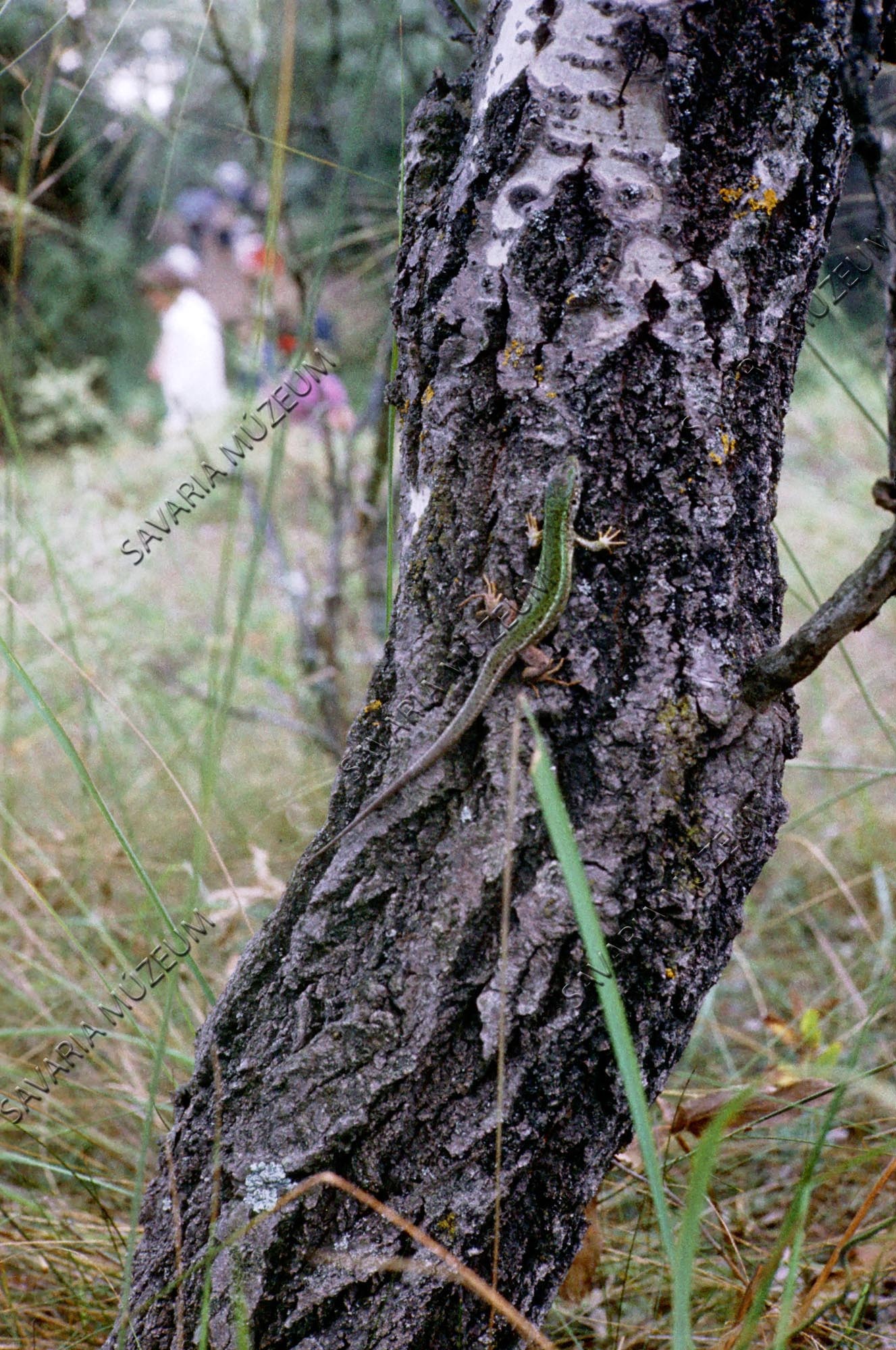 Lacerta viridis (Savaria Megyei Hatókörű Városi Múzeum, Szombathely CC BY-NC-SA)