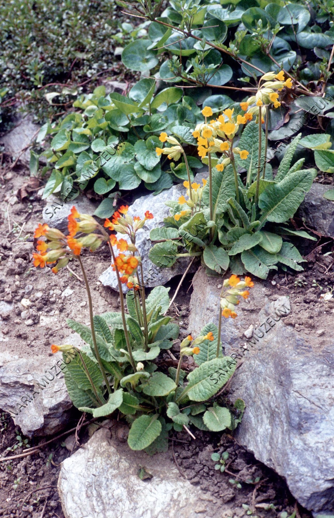 Primula sp. (Savaria Megyei Hatókörű Városi Múzeum, Szombathely CC BY-NC-SA)