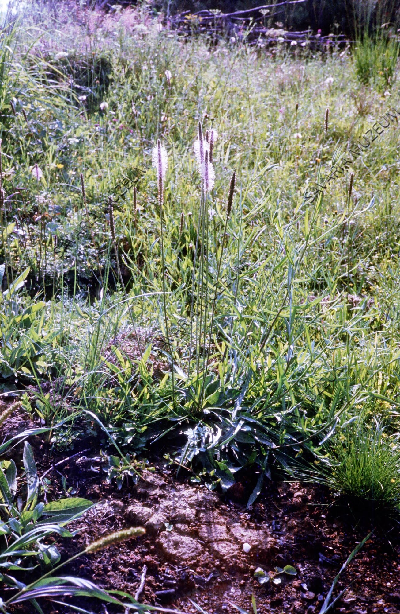 Plantago lanceolata (Savaria Megyei Hatókörű Városi Múzeum, Szombathely CC BY-NC-SA)