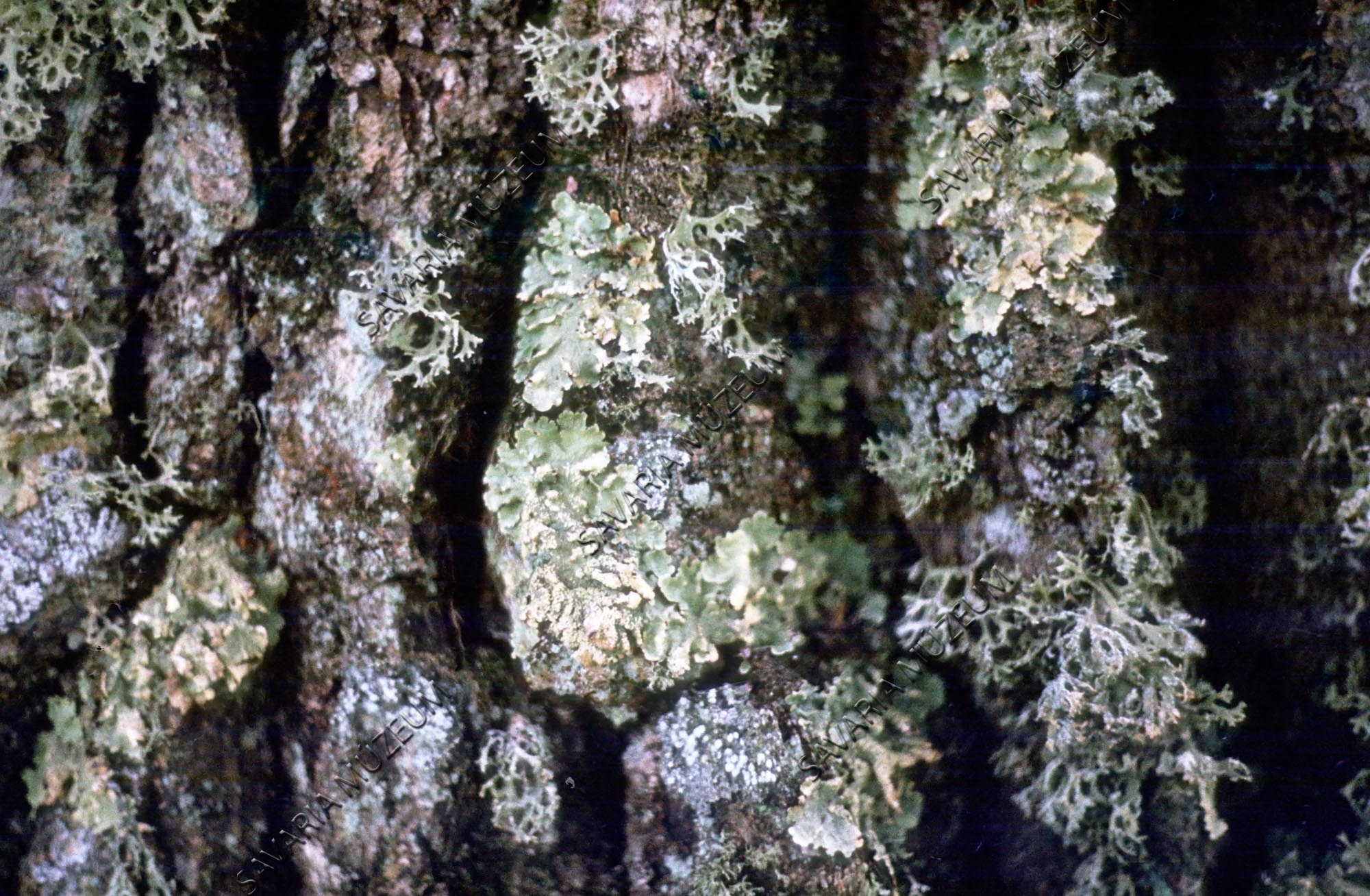 Parmelia caperata, Quercus cerris törzsén (Savaria Megyei Hatókörű Városi Múzeum, Szombathely CC BY-NC-SA)