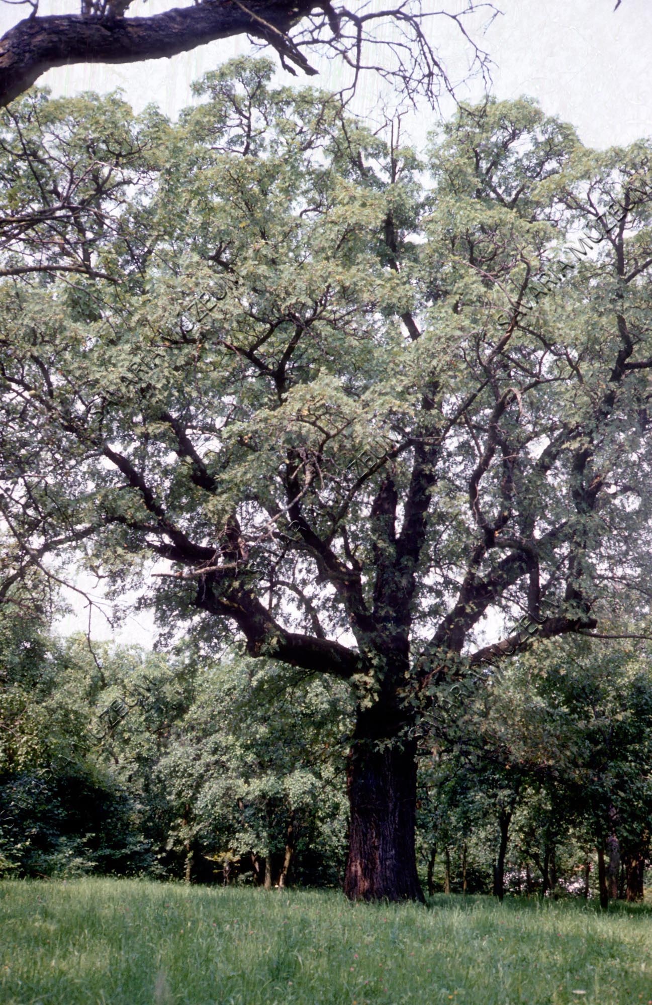 Sorbus domestica (Savaria Megyei Hatókörű Városi Múzeum, Szombathely CC BY-NC-SA)