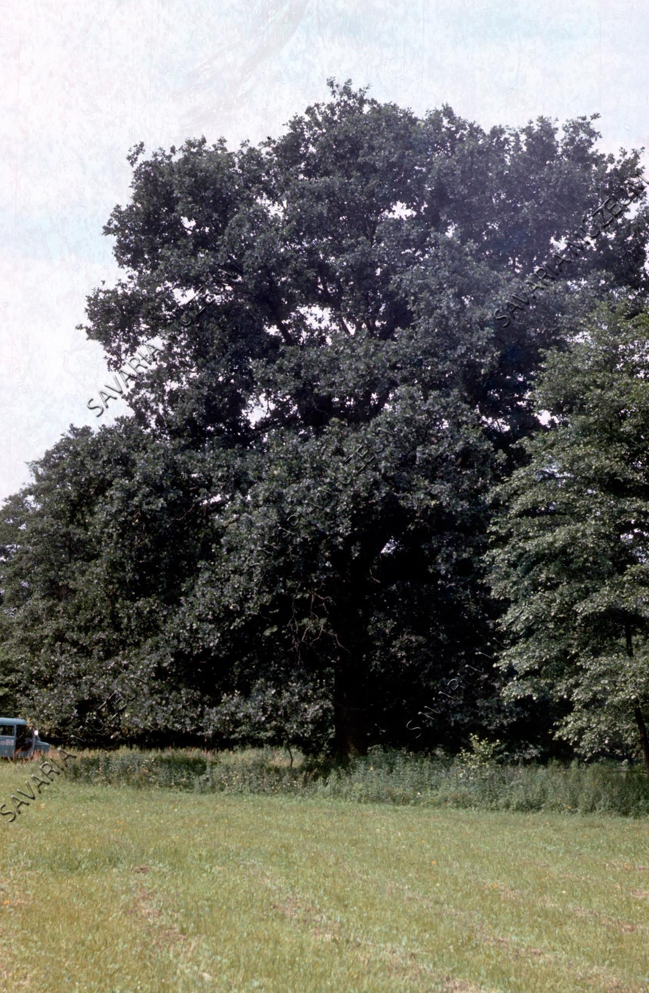 Öreg Quercus cerris (Savaria Megyei Hatókörű Városi Múzeum, Szombathely CC BY-NC-SA)