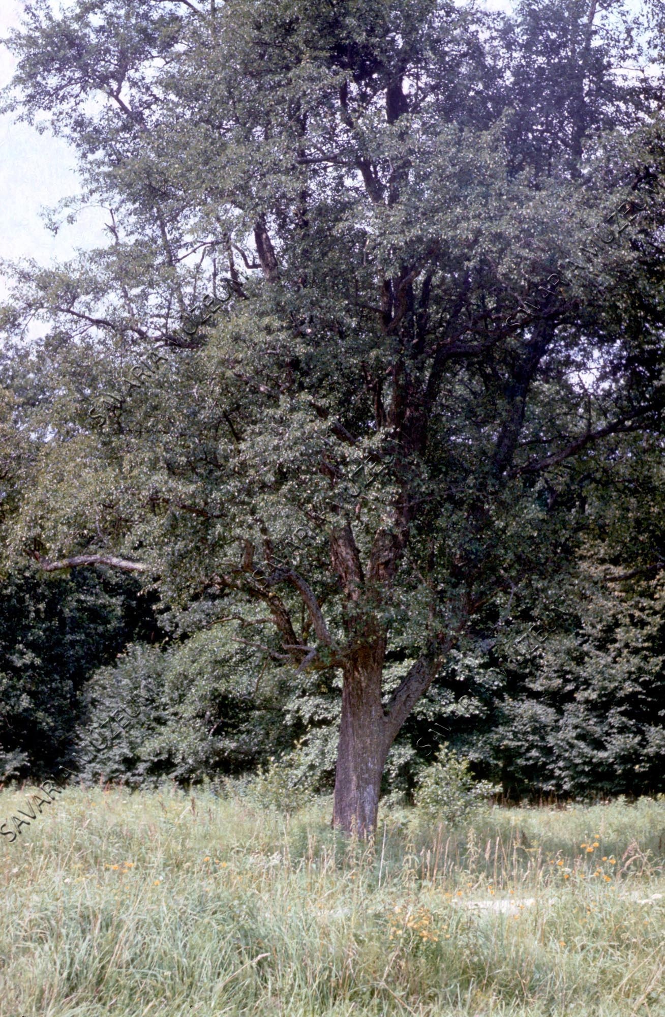 Pyrus achras, hagyásfa (Savaria Megyei Hatókörű Városi Múzeum, Szombathely CC BY-NC-SA)