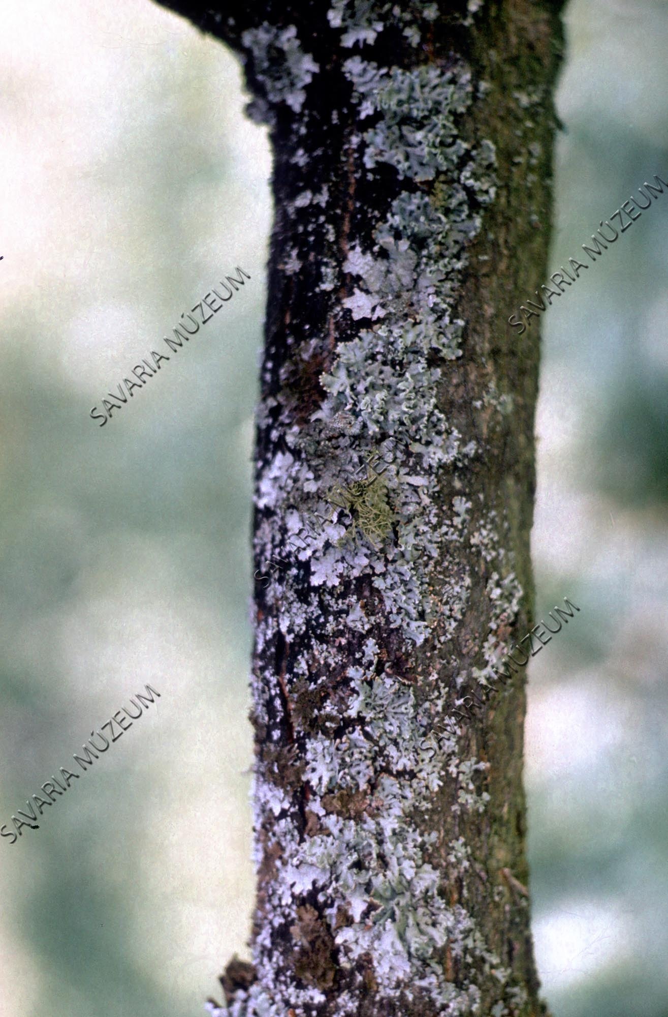 Usnea és Parmelia fajok tölgyfa ágon (Savaria Megyei Hatókörű Városi Múzeum, Szombathely CC BY-NC-SA)
