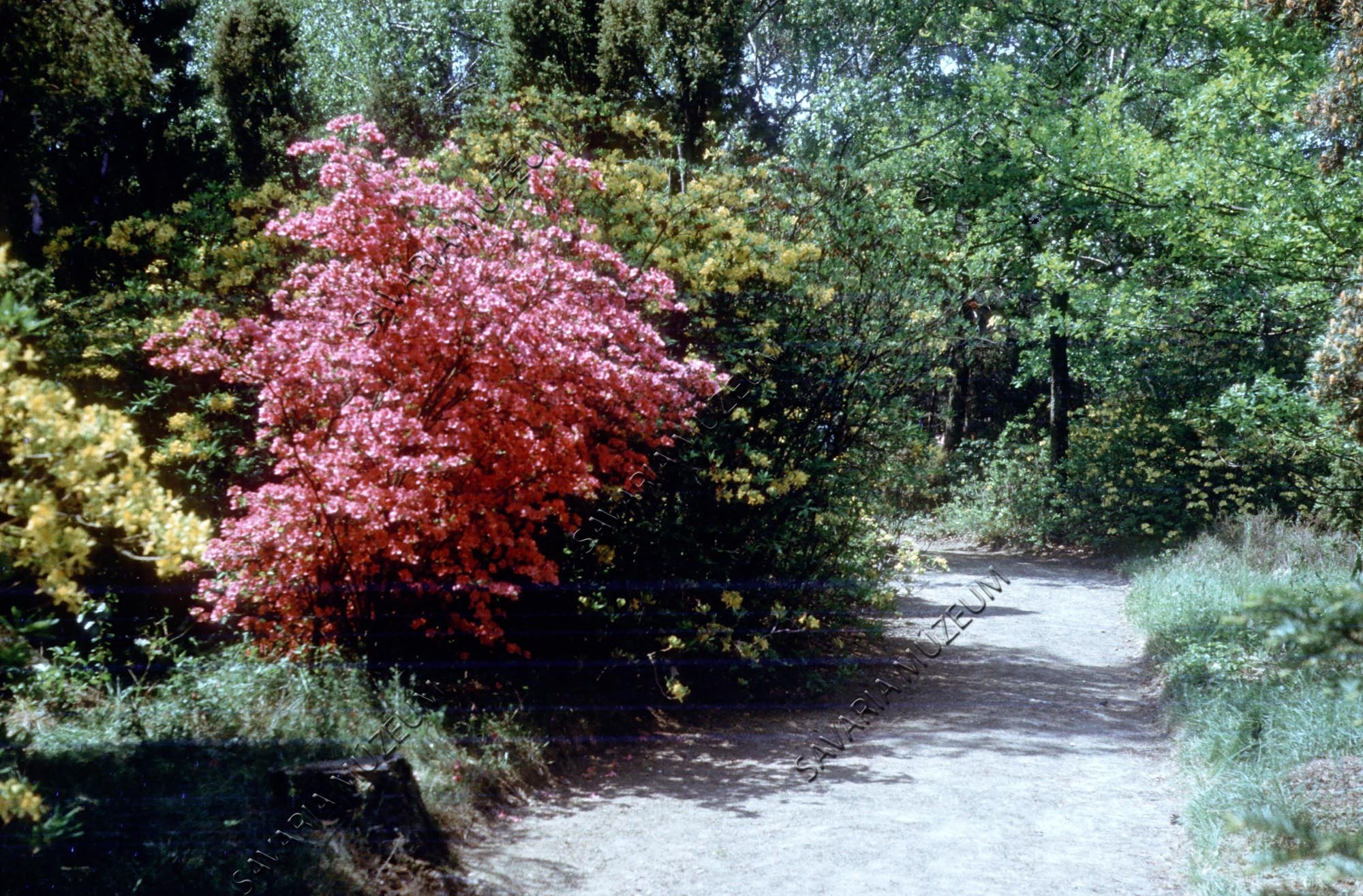 Rhododendronos út (Savaria Megyei Hatókörű Városi Múzeum, Szombathely CC BY-NC-SA)
