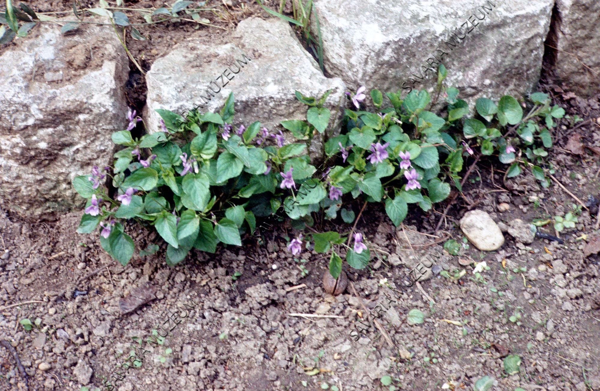 Viola sp. (Savaria Megyei Hatókörű Városi Múzeum, Szombathely CC BY-NC-SA)