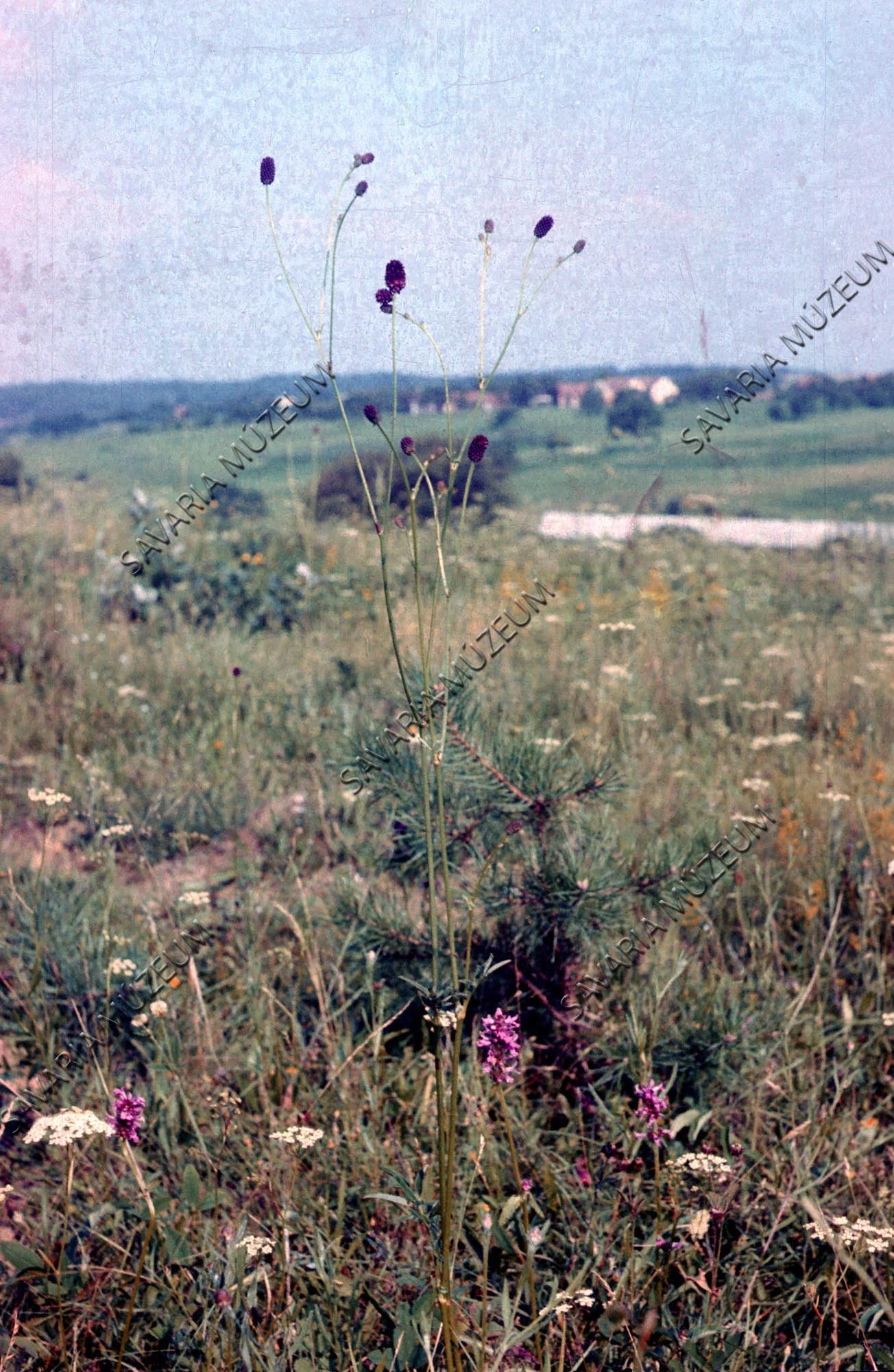 Sanguisorba officinalis (Savaria Megyei Hatókörű Városi Múzeum, Szombathely CC BY-NC-SA)