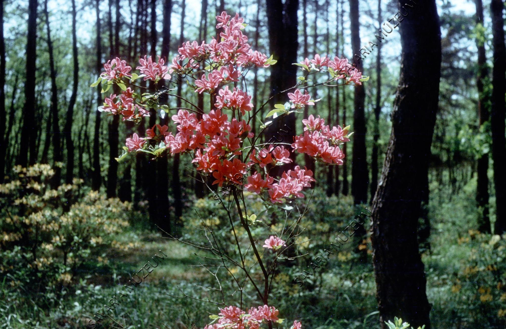 Rhododendron kaempferi (Savaria Megyei Hatókörű Városi Múzeum, Szombathely CC BY-NC-SA)